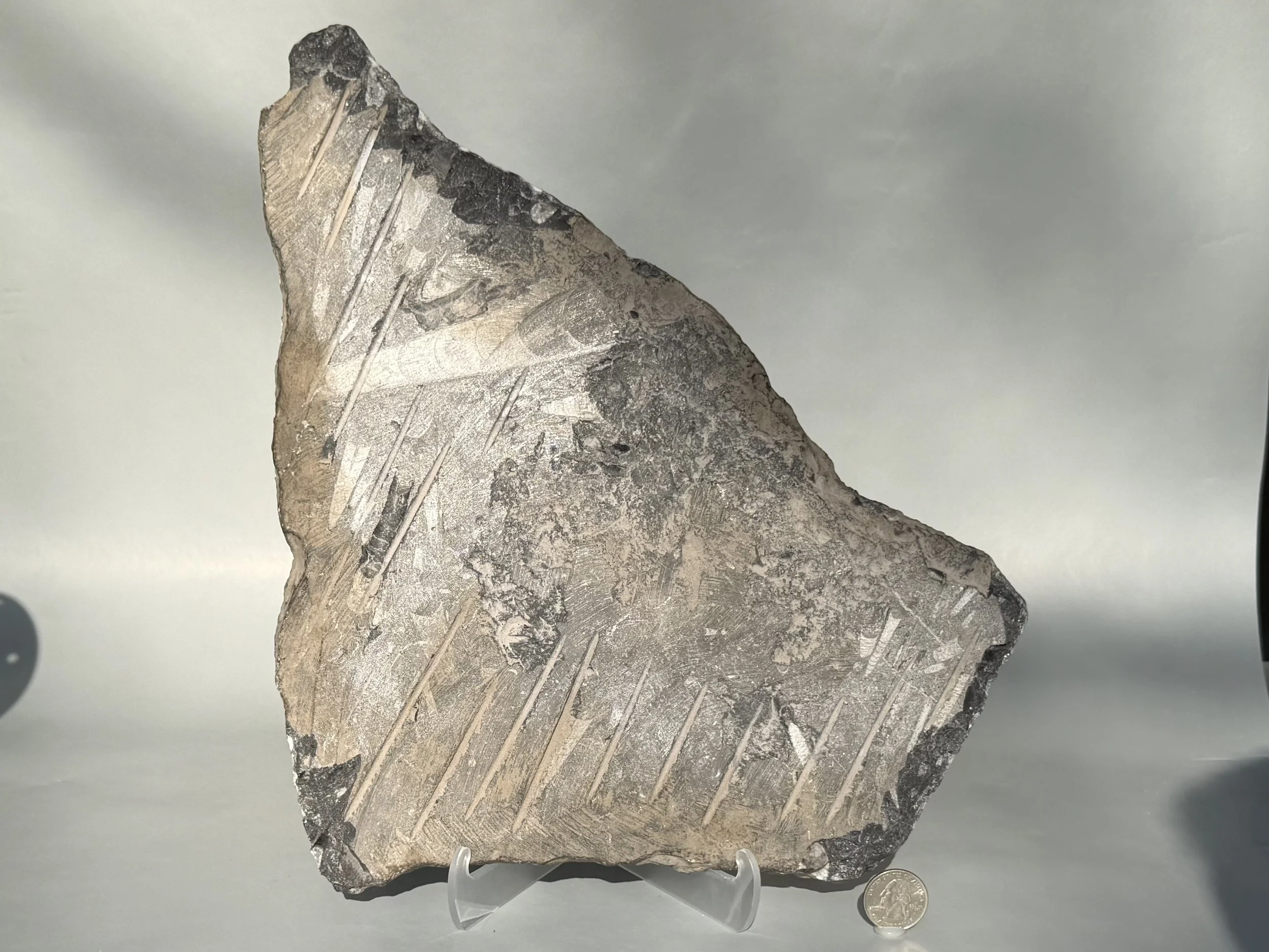 Ortho plaque1 back2.jpg