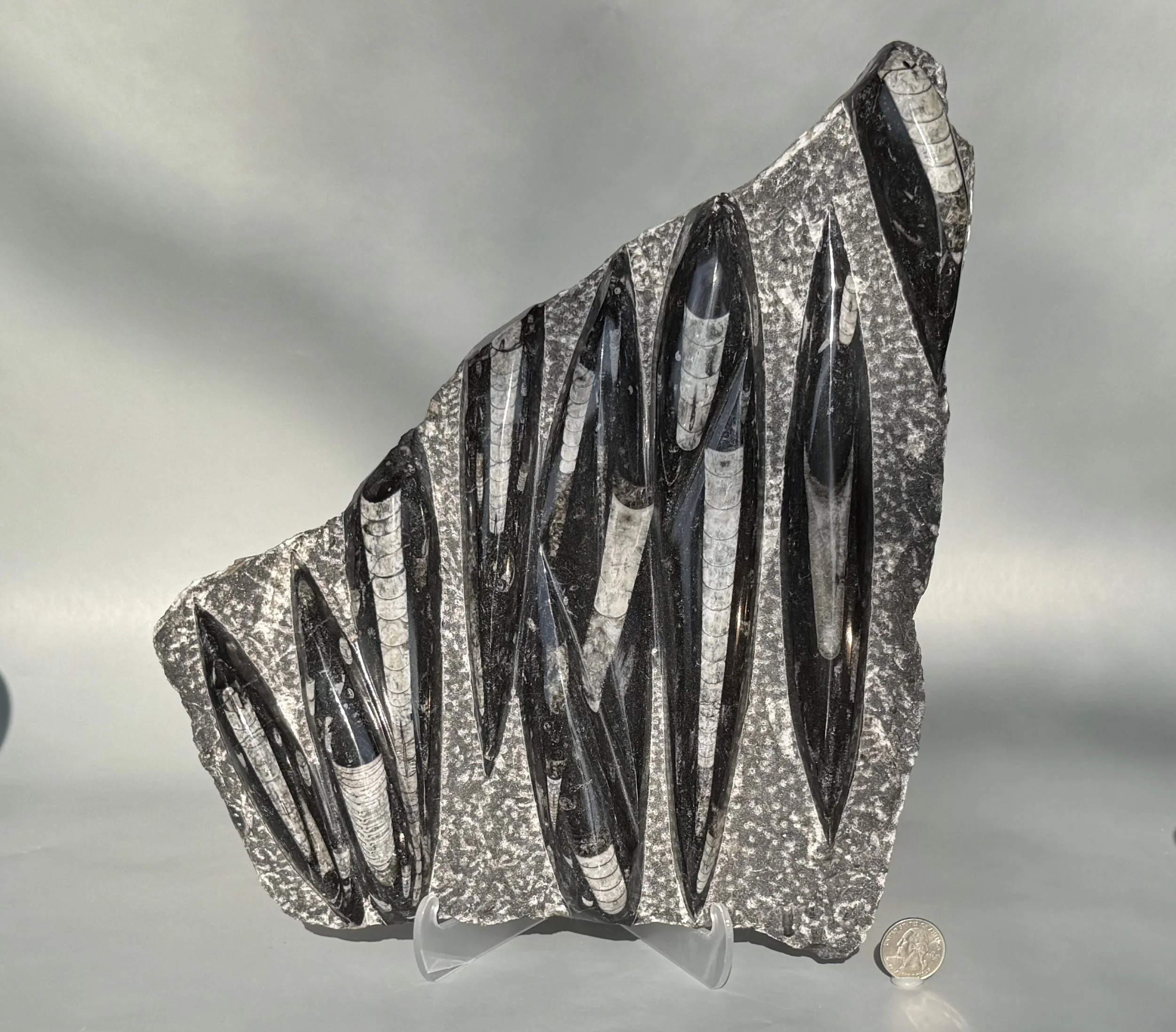 Orthoceras Marble Plaque FOPL1