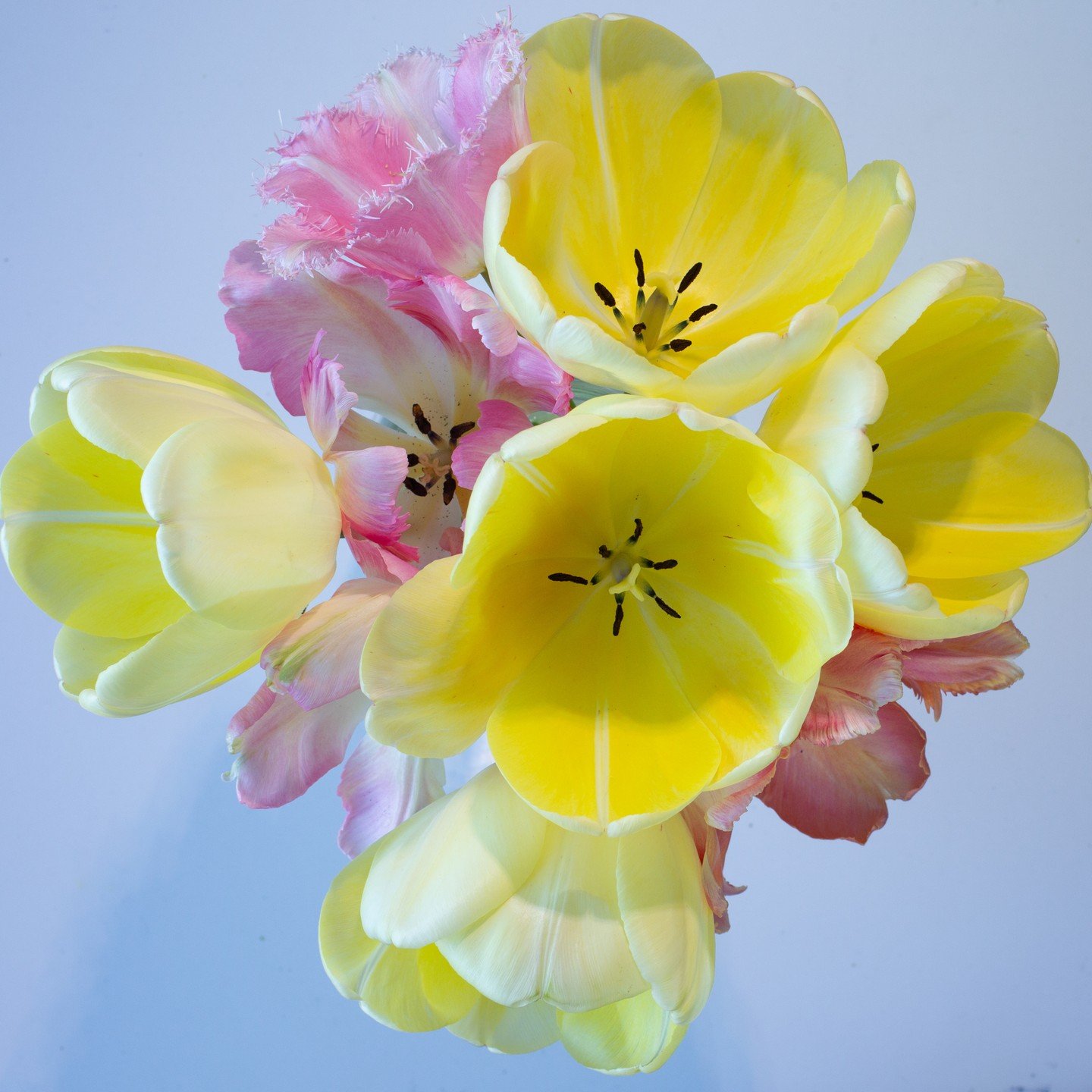 The yellow tulips from @sunkissed.flowerfarm are spring stars. Just yummy and read to have their portrait painted. #flowerart #flowerphotography #bmillerartist