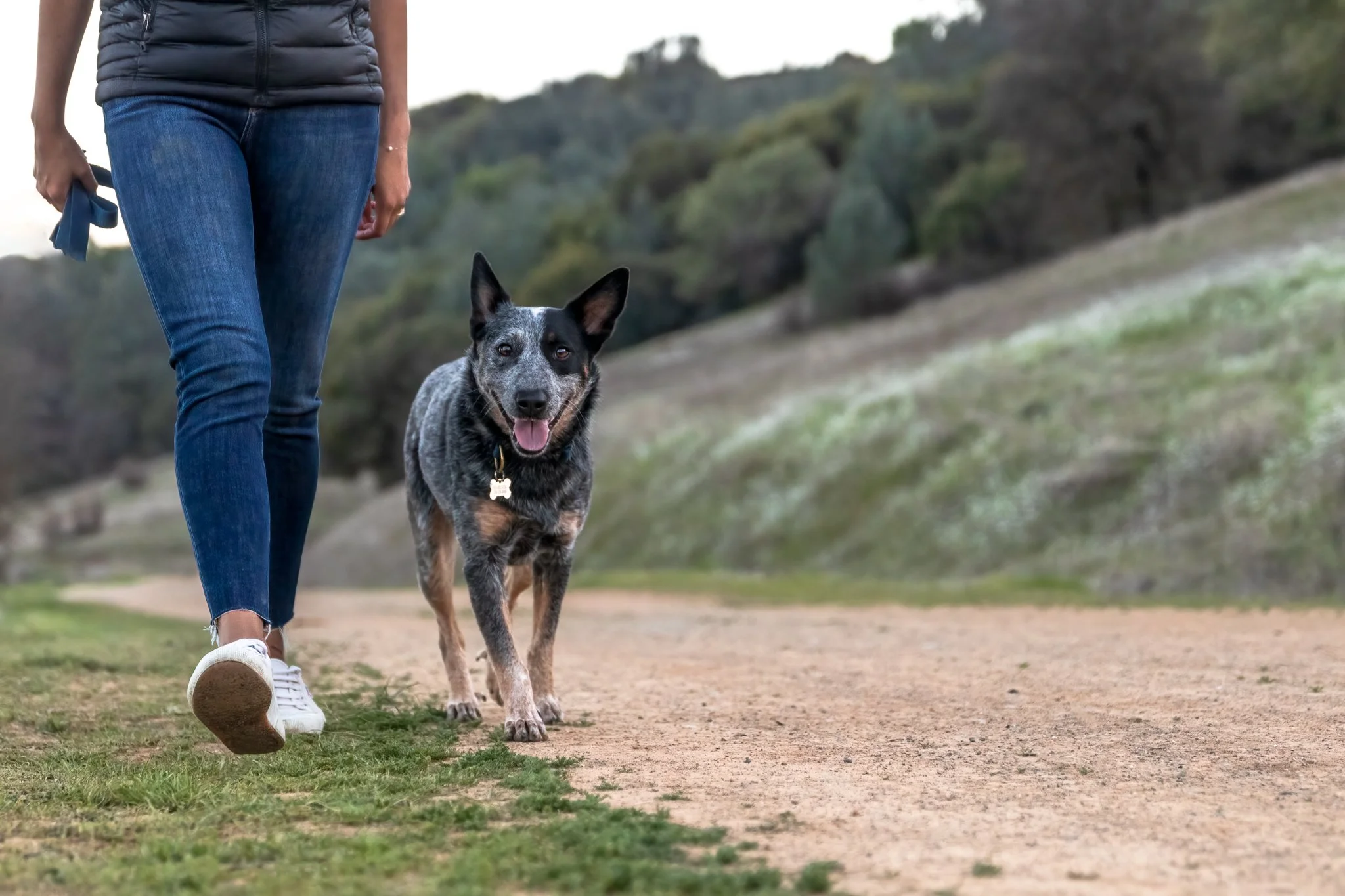 Dog-Friendly Hikes Around Sacramento — Kylee Doyle Photography