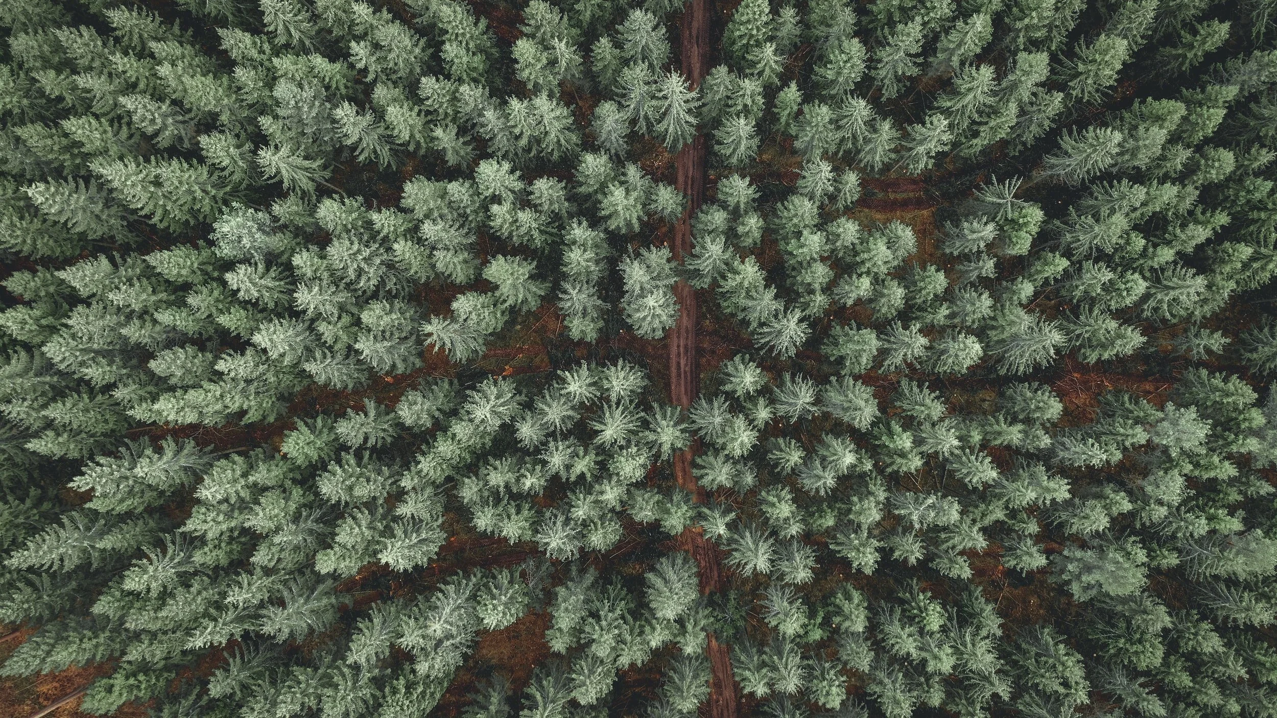 Hot Pine