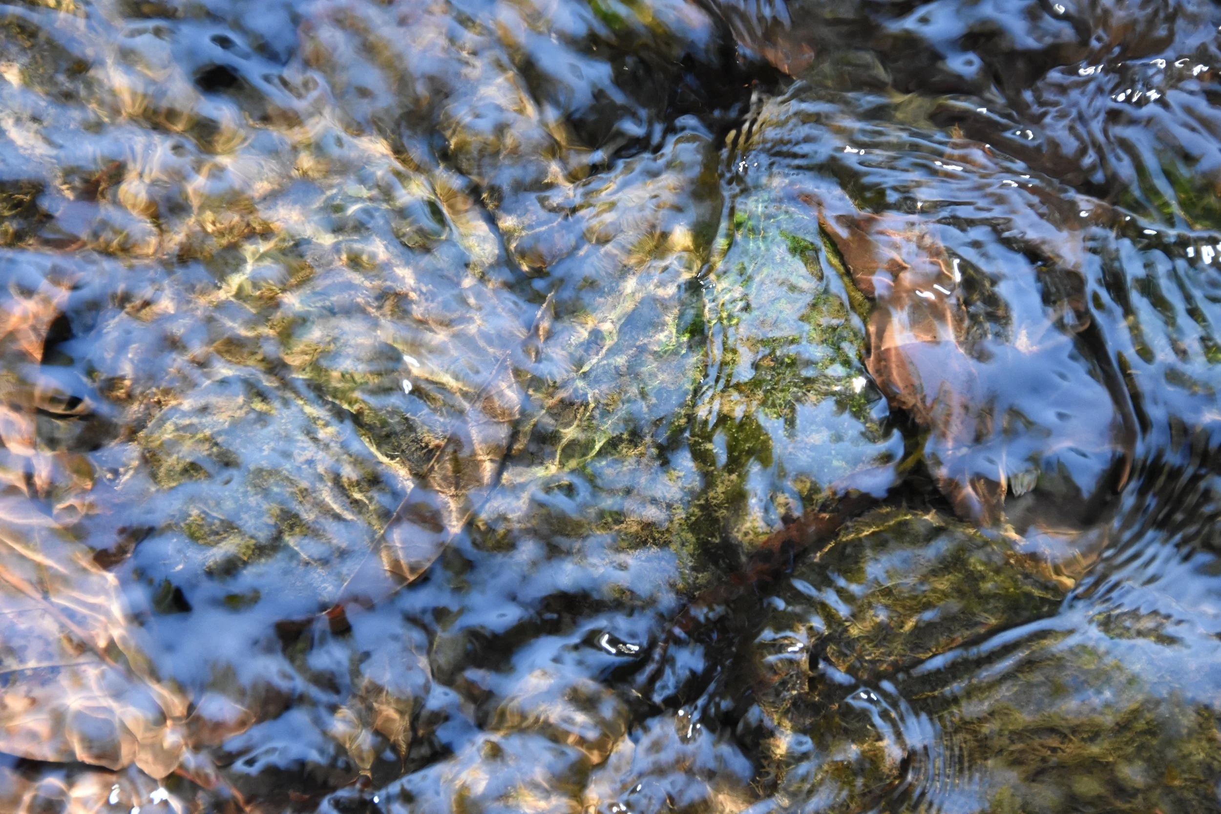DSC_0701.JPG