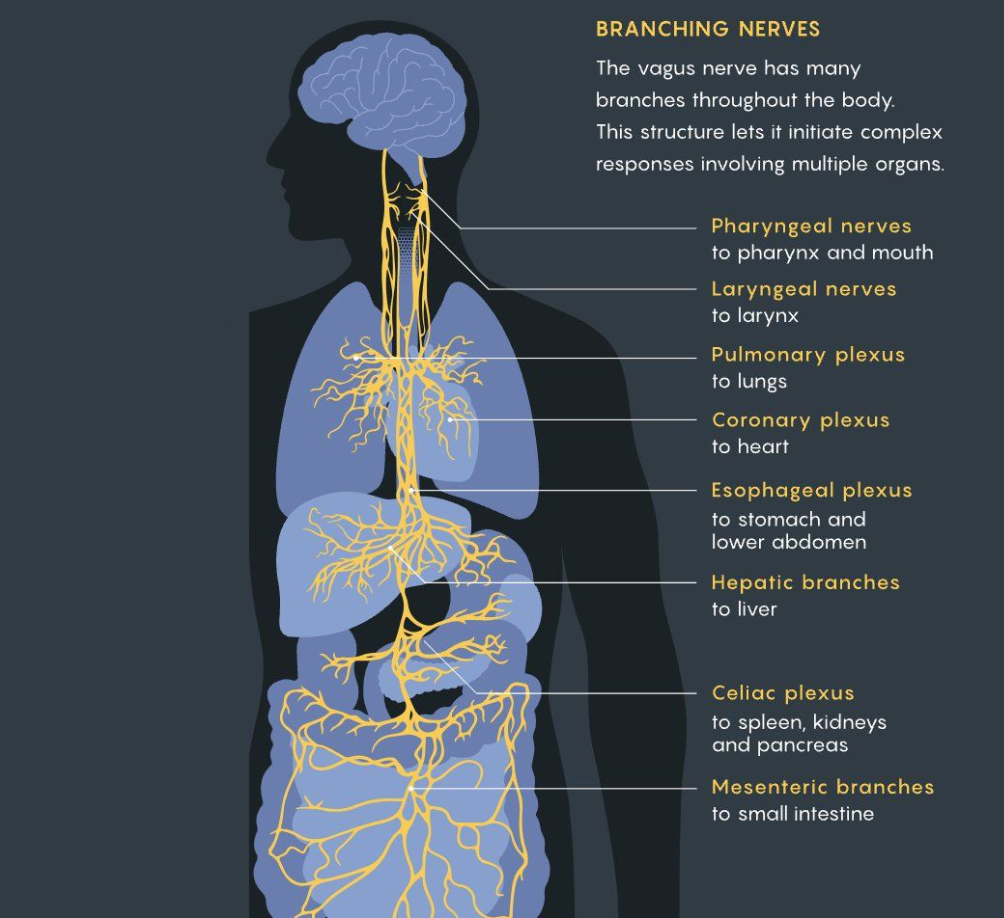 April 2026 Newsletter: The Vagus Nerve: Your Body’s Most Powerful Hidden Operator