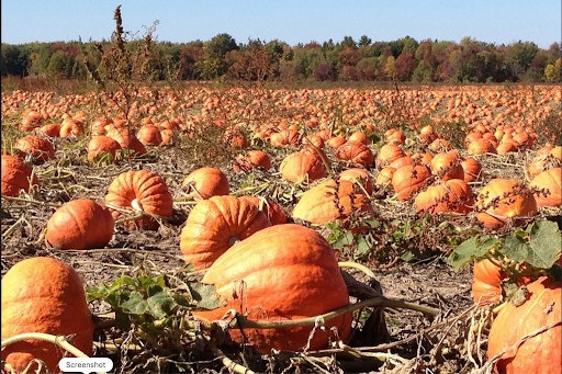 October 2026 Newsletter: Trick or Treat: What Sugar Does to Your Brain, Heart, and Cells