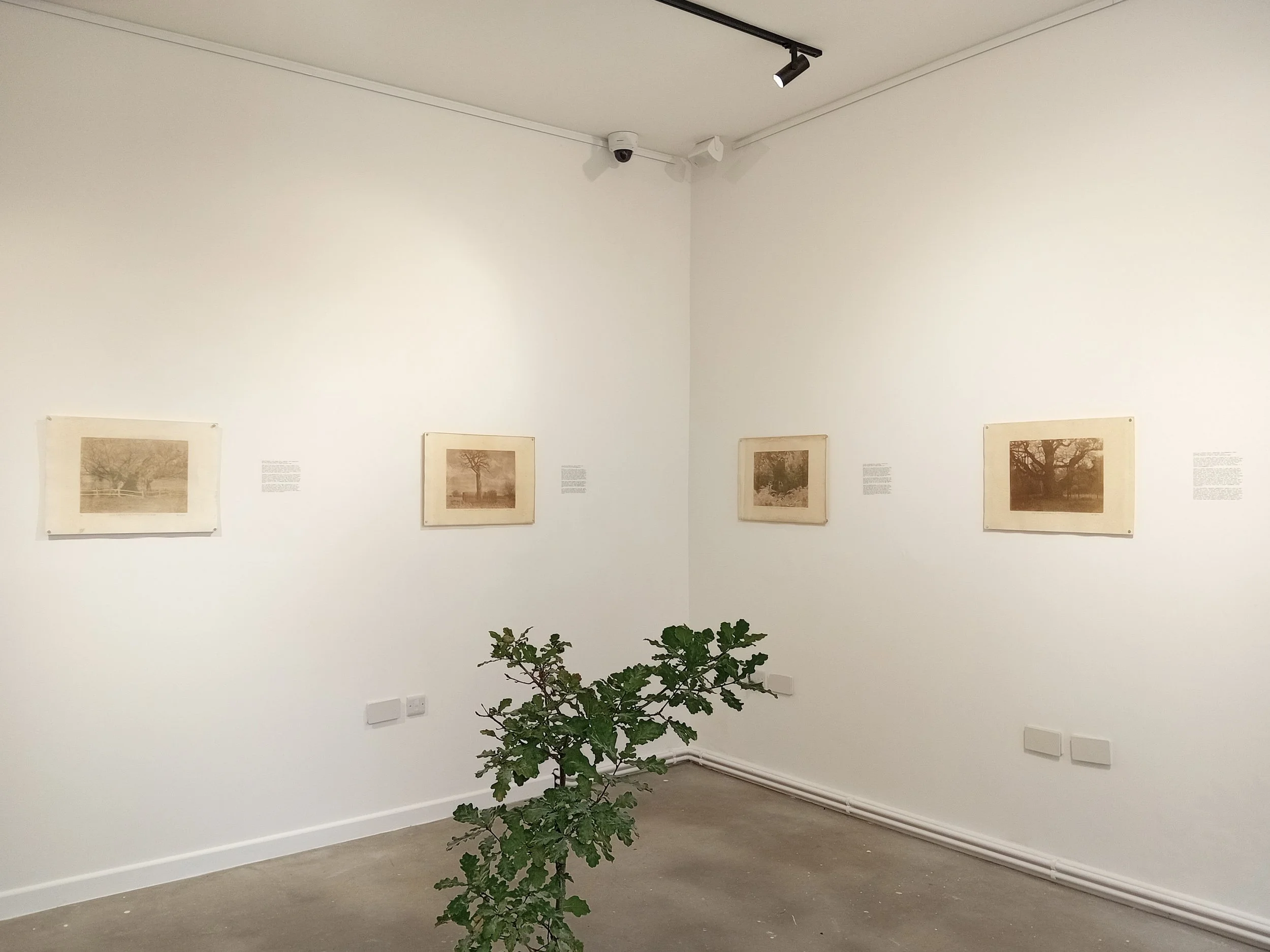 An art gallery with framed black-and-white photos of trees on white walls. A large green leafy plant is in the foreground. Track lighting and security cameras are on the ceiling.