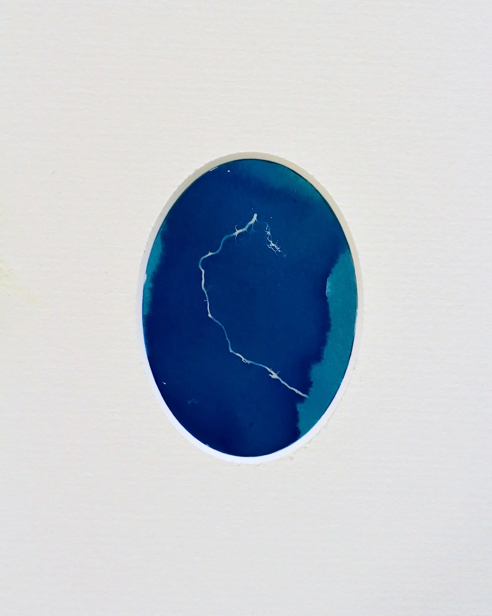 An oval cyanotype framed with a white, oval mount. The white trace depicts tiny oak roots placed upon the surface of the paper and exposed to sunlight. Rhizotype VI.