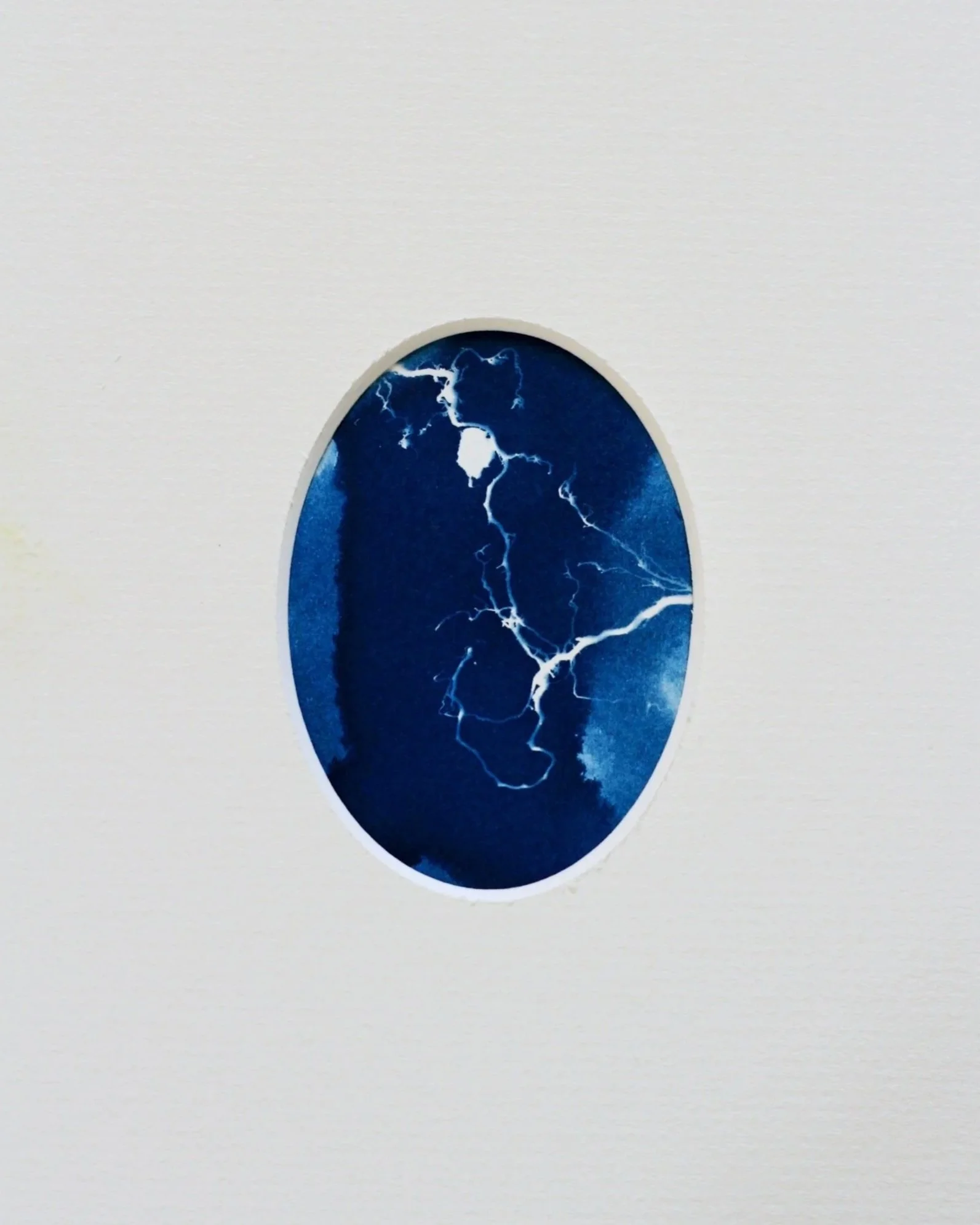 An oval cyanotype framed with a white, oval mount. The white trace depicts tiny oak roots placed upon the surface of the paper and exposed to sunlight. Rhizotype II.