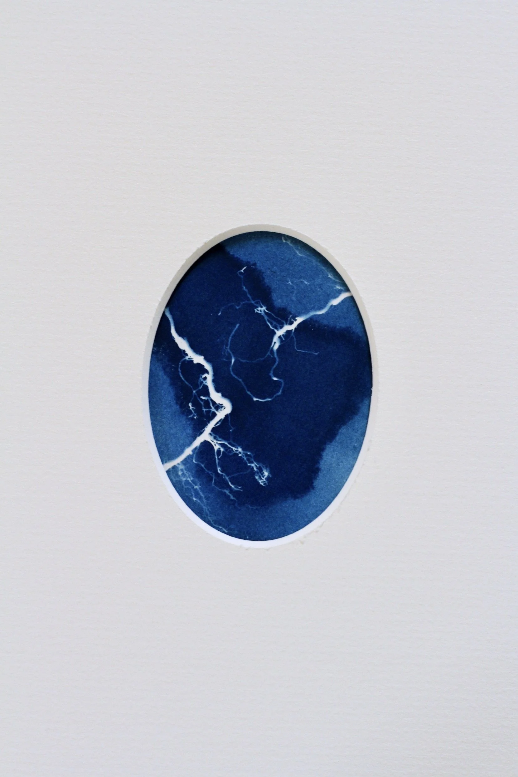An oval cyanotype framed with a white, oval mount. The white trace depicts tiny oak roots placed upon the surface of the paper and exposed to sunlight. Rhizotype III.