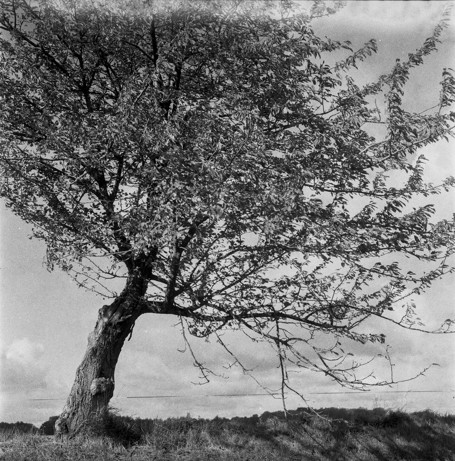 a tree (8 van 11).jpg