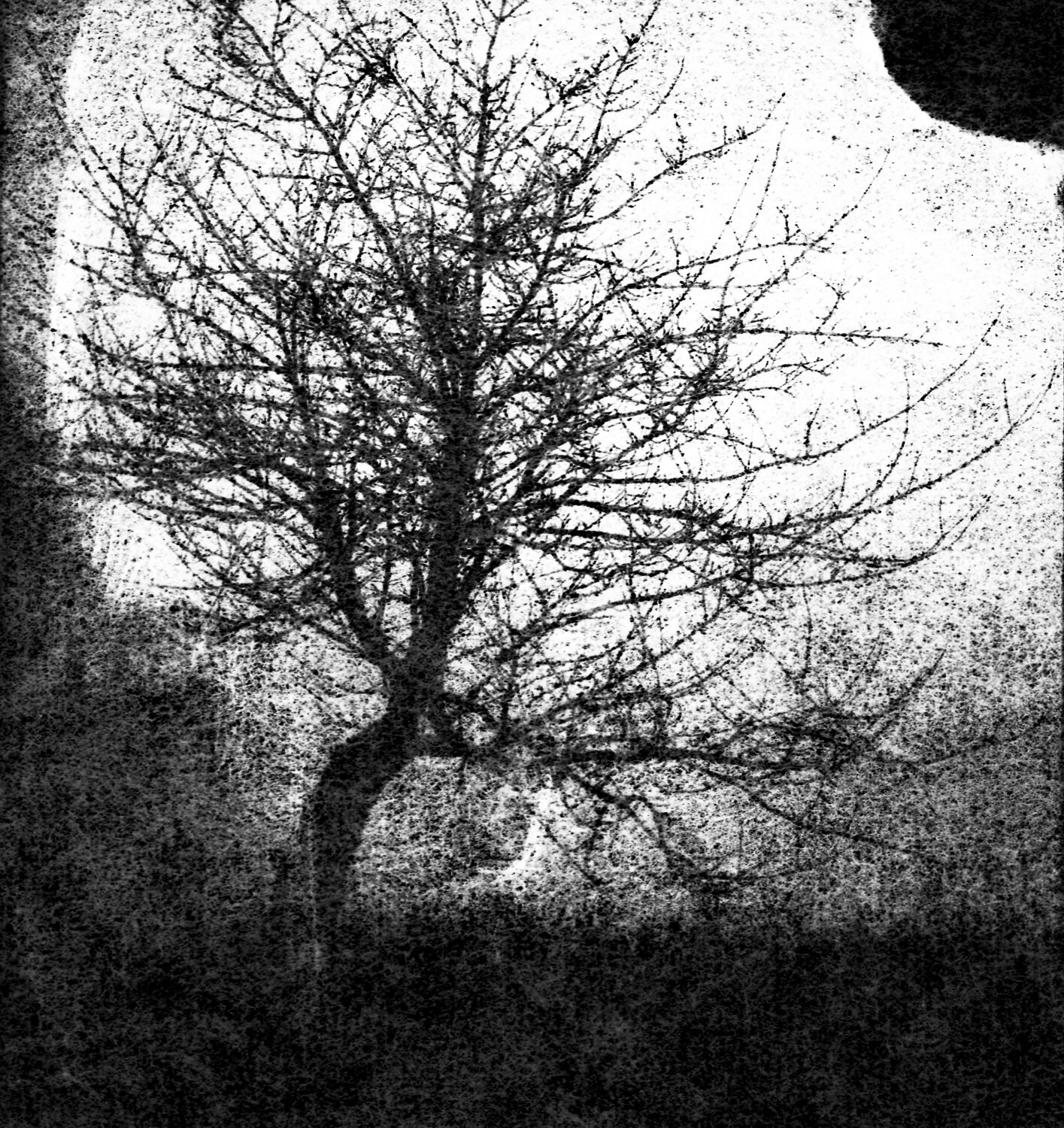 a tree (10 van 11).jpg