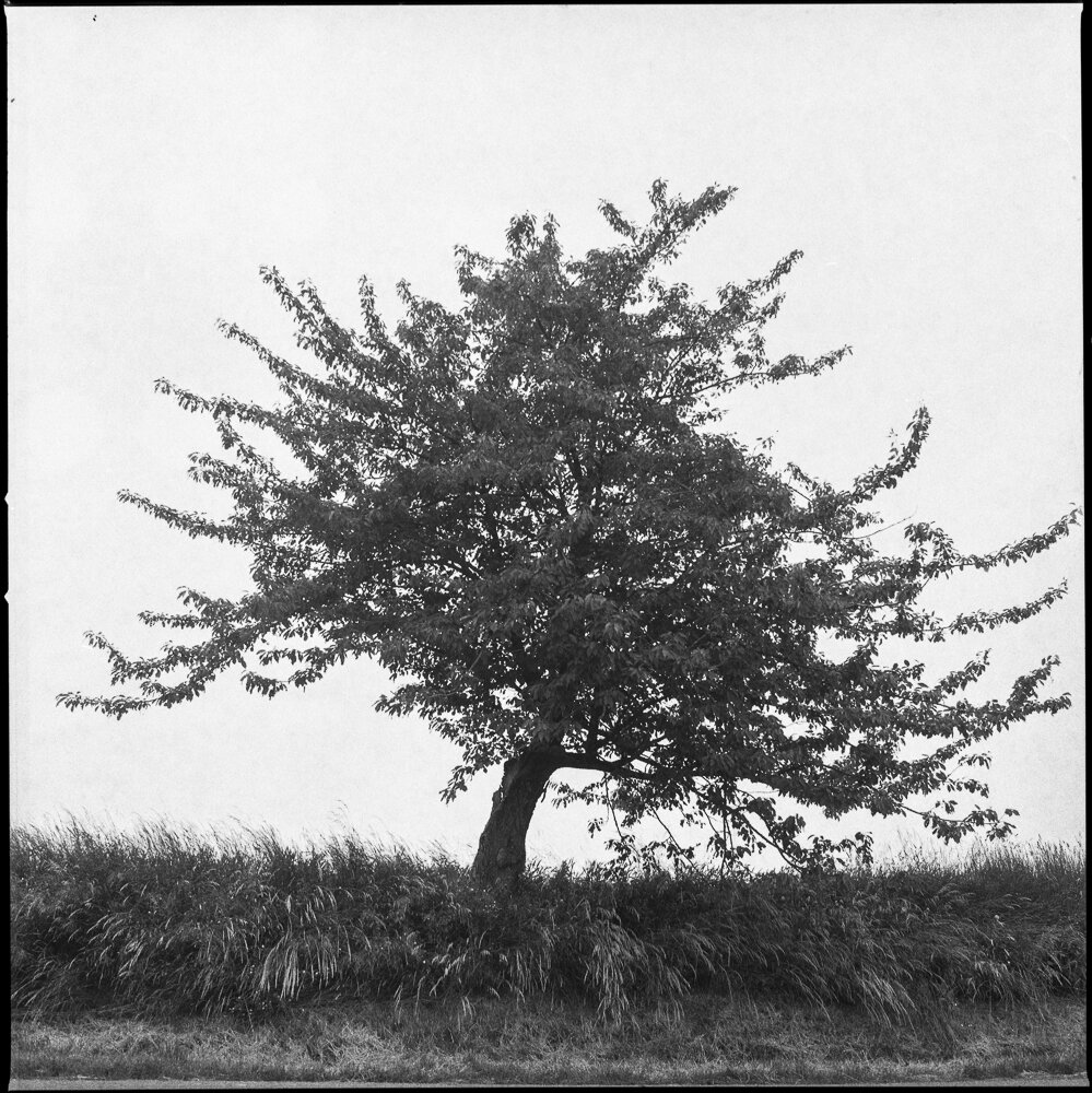 a tree (3 van 4).jpg