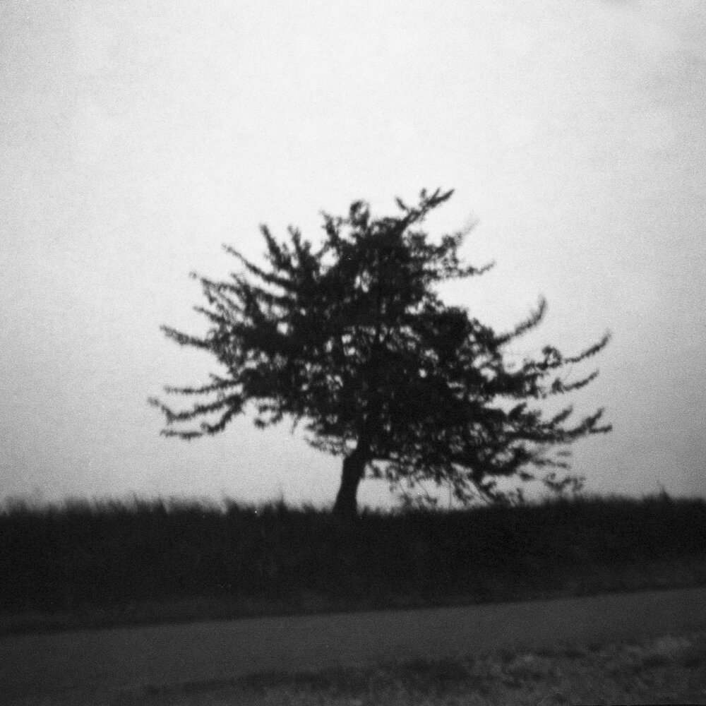 a tree (4 van 4).jpg
