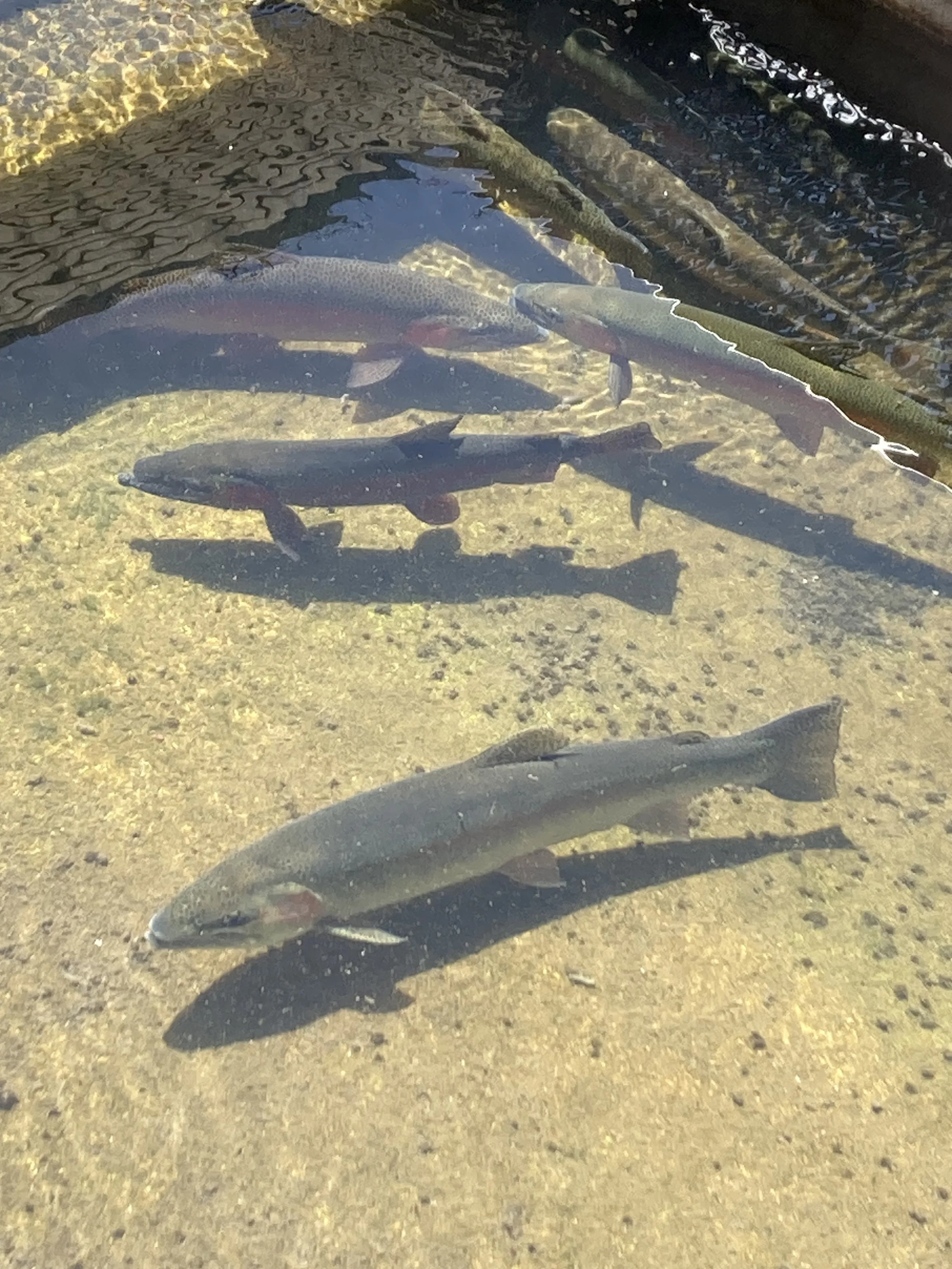 Fish Hatchery 6.jpeg