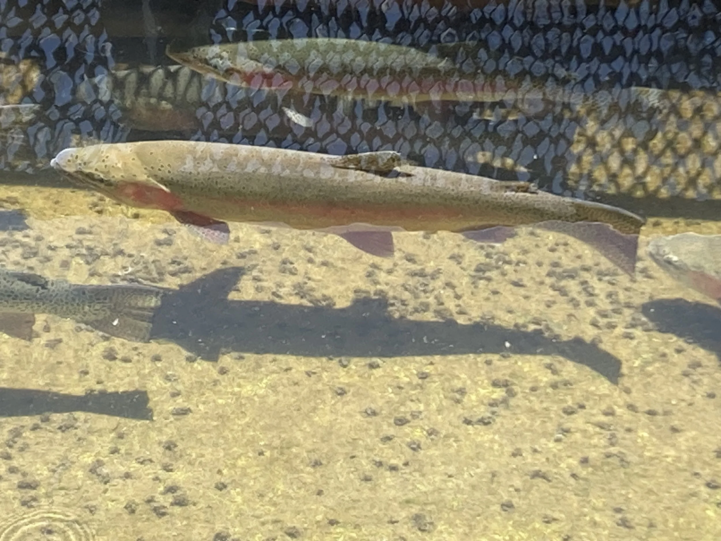 Fish Hatchery 10.jpeg