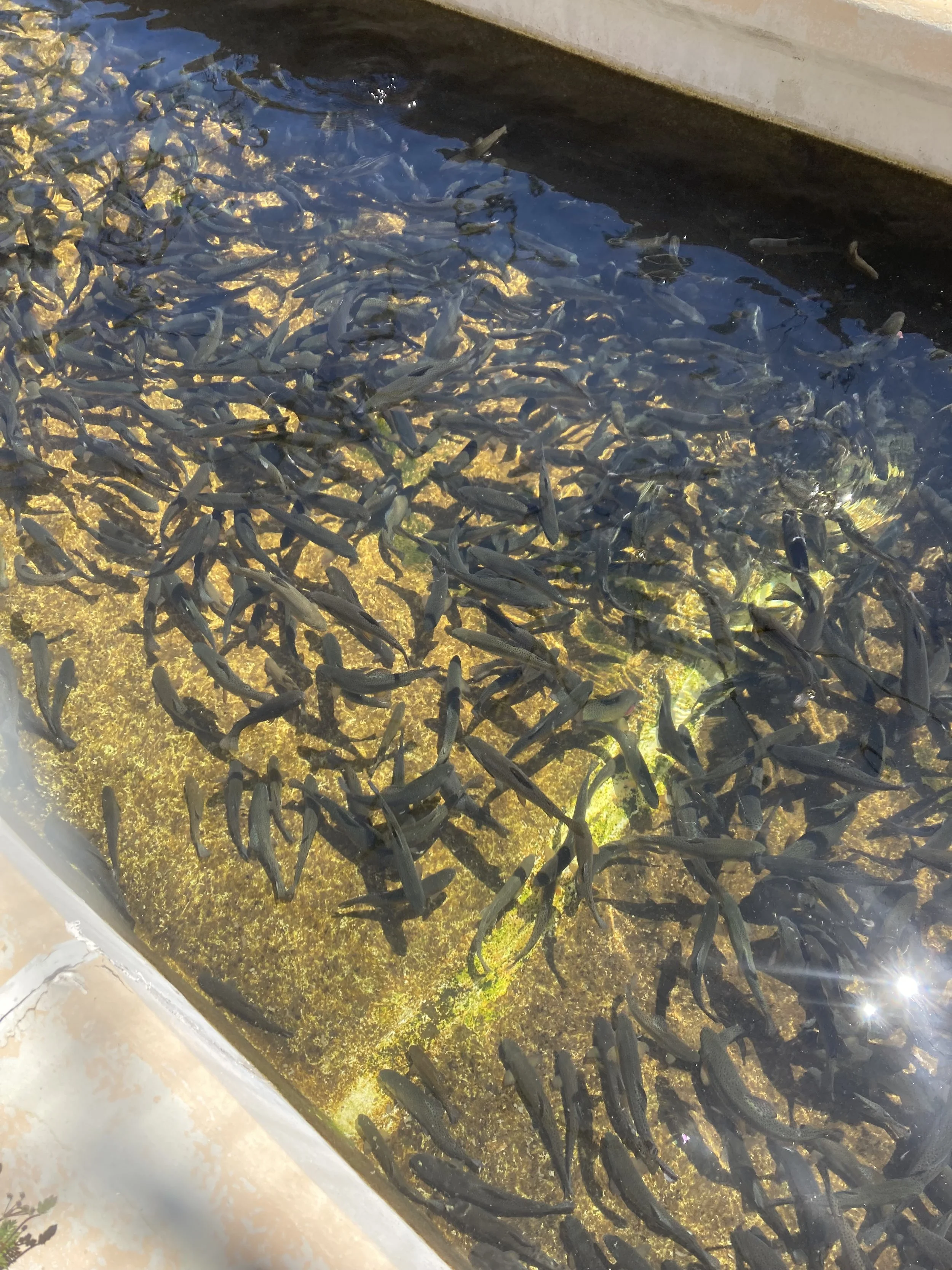Fish Hatchery 11.jpeg
