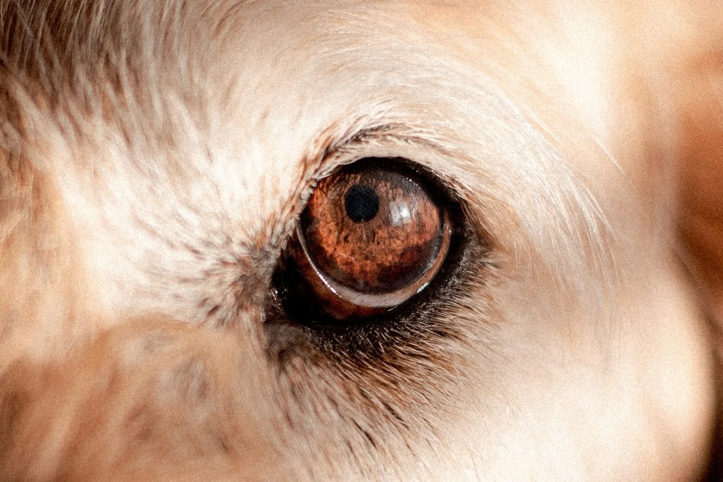 There&rsquo;s a whole lotta real harsh sh*t going on in the world right now. Add in that it&rsquo;s winter (SAD 🙋🏻&zwj;♀️). We need to take care of ourselves and each other. We need to use our love and our empathy and our kindness now more than eve