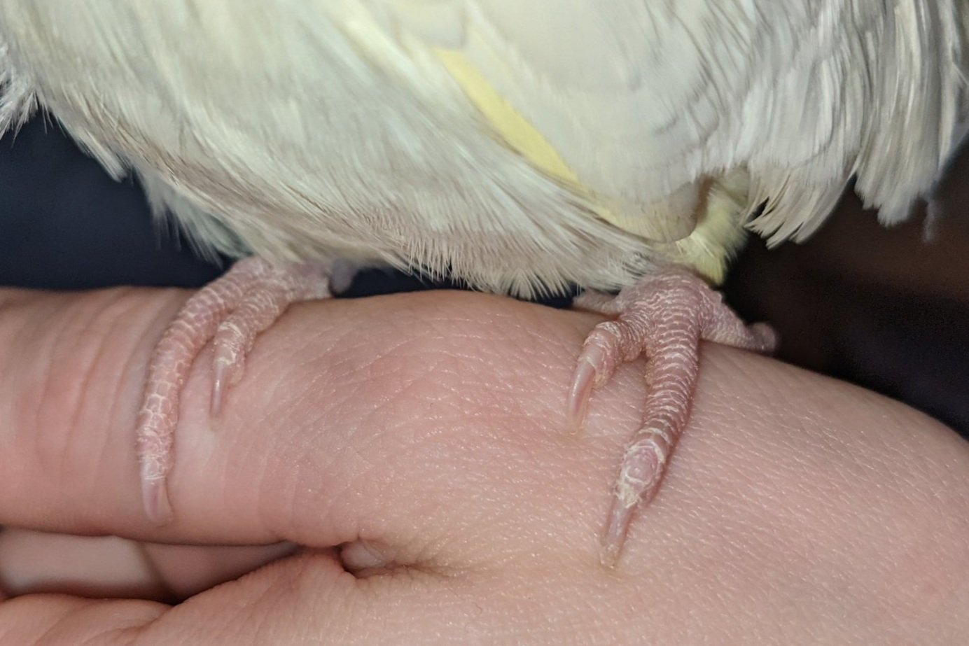 How To Clip A Cockatiels Nails In 5 Easy Steps