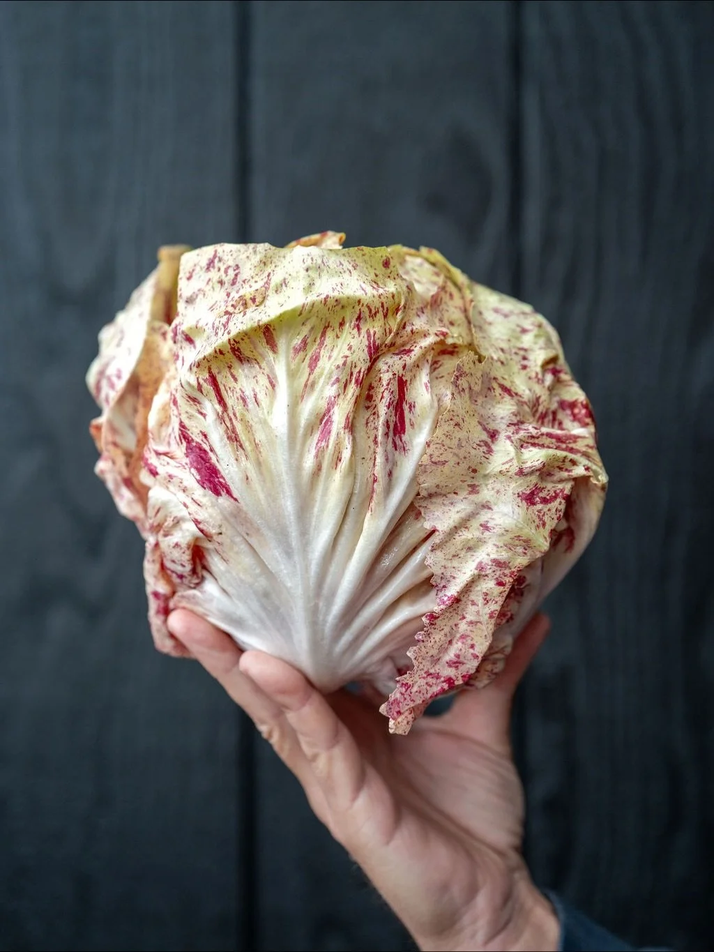 RADICCHIO SEASON is on.
We&rsquo;re deep into those bitter, beautiful winter jewels and we&rsquo;re keeping the kitchen stocked (as always) thanks to our friends at @localrootsfarm.

From speckled variegato di Castelfranco to the deep burgundy leaves