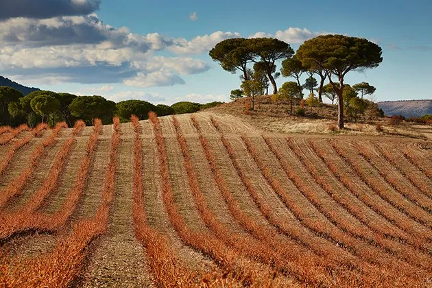 The Standard of Excellence:  Vega Sicilia