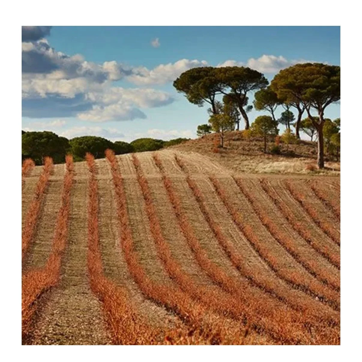 The Valbuena 5&deg; and Pintia are now pouring. We invite you to pull up a chair and discover why Vega Sicilia has remained at the top of the world stage for over 150 years. Be sure to add a note to your reservation if you&rsquo;d like us to prepare 