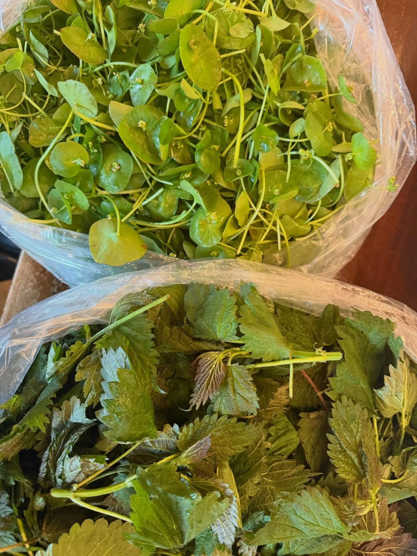 Things that say SPRING EQUINOX 🌱

#stoneburnersea #ballardrestaurants #nettles #minorslettuce #springequinox