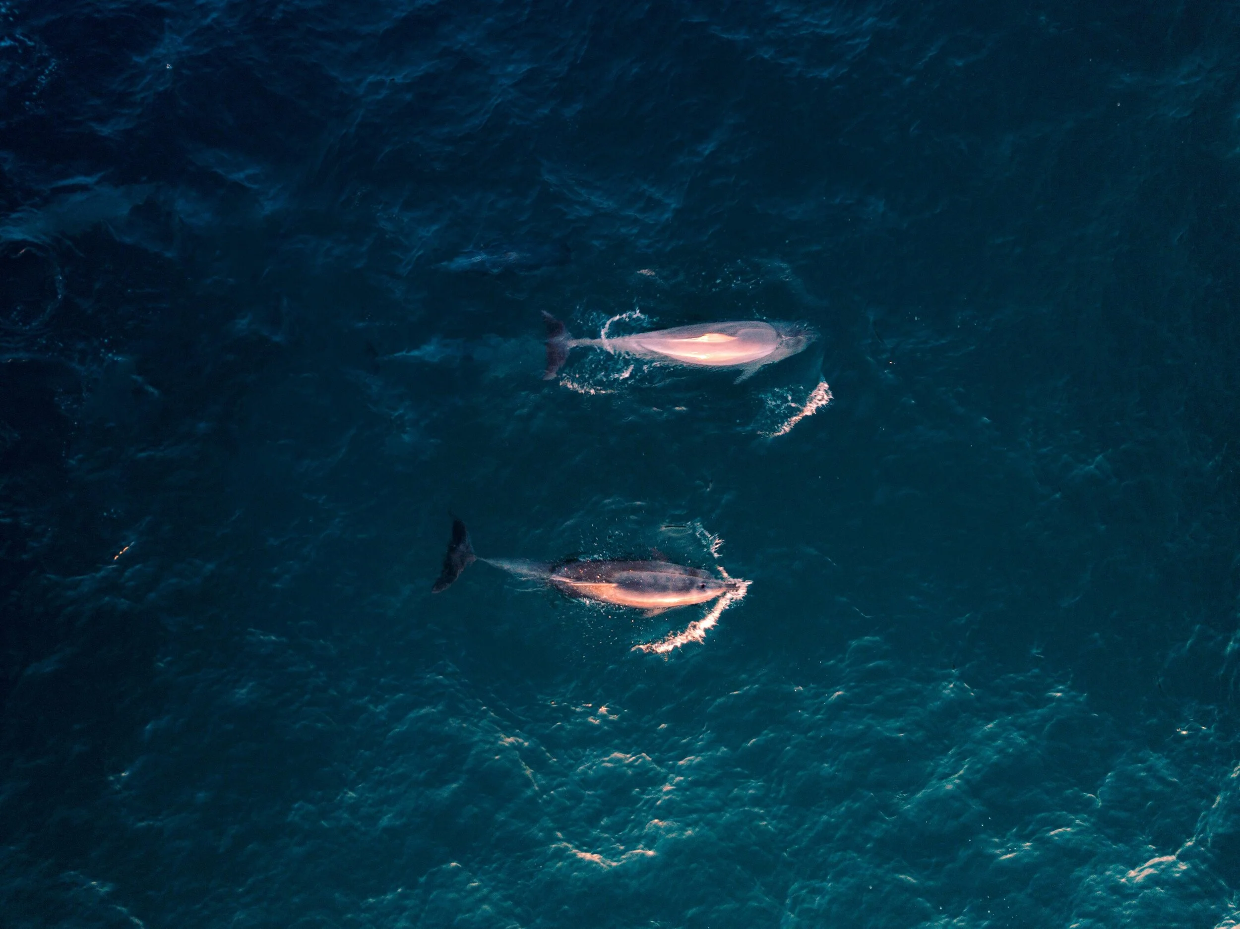 GLOBAL STRANDING NETWORK