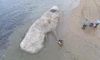 GLOBAL STRANDING NETWORK