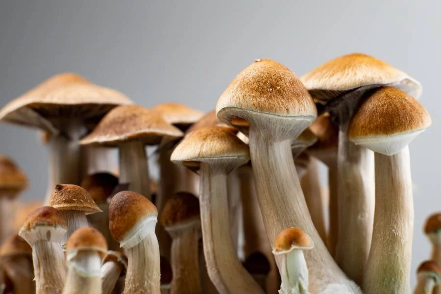 Are Psilocybin ("Magic") Mushrooms Legal? Canada Law