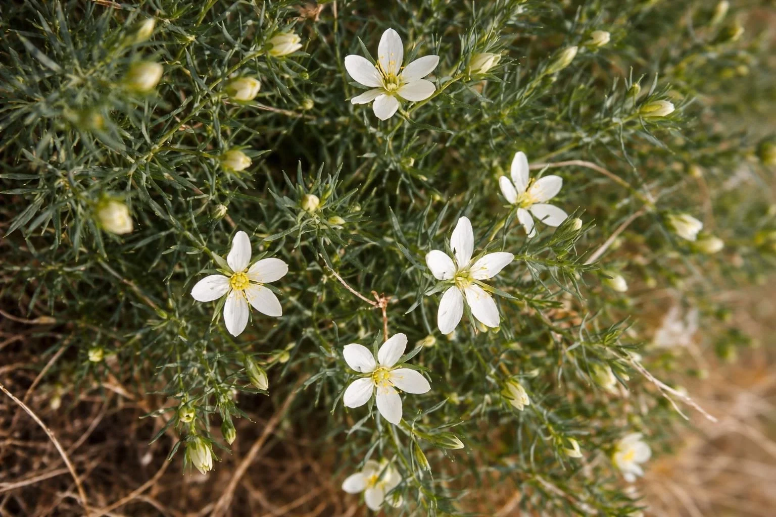 Syrian rue white flowers amidst greenery.