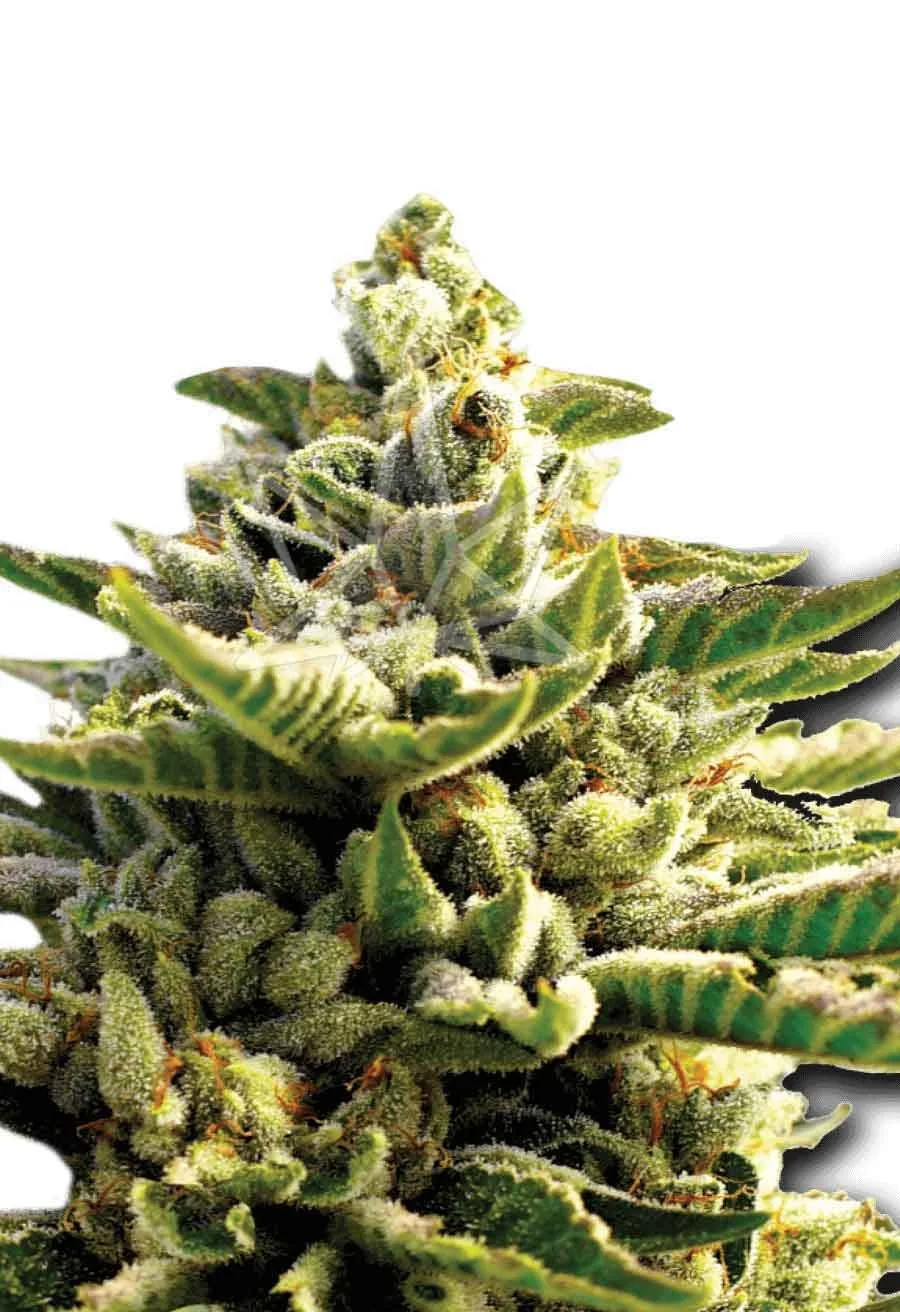 super-og-kush-feminized-seeds-opt-1.jpg