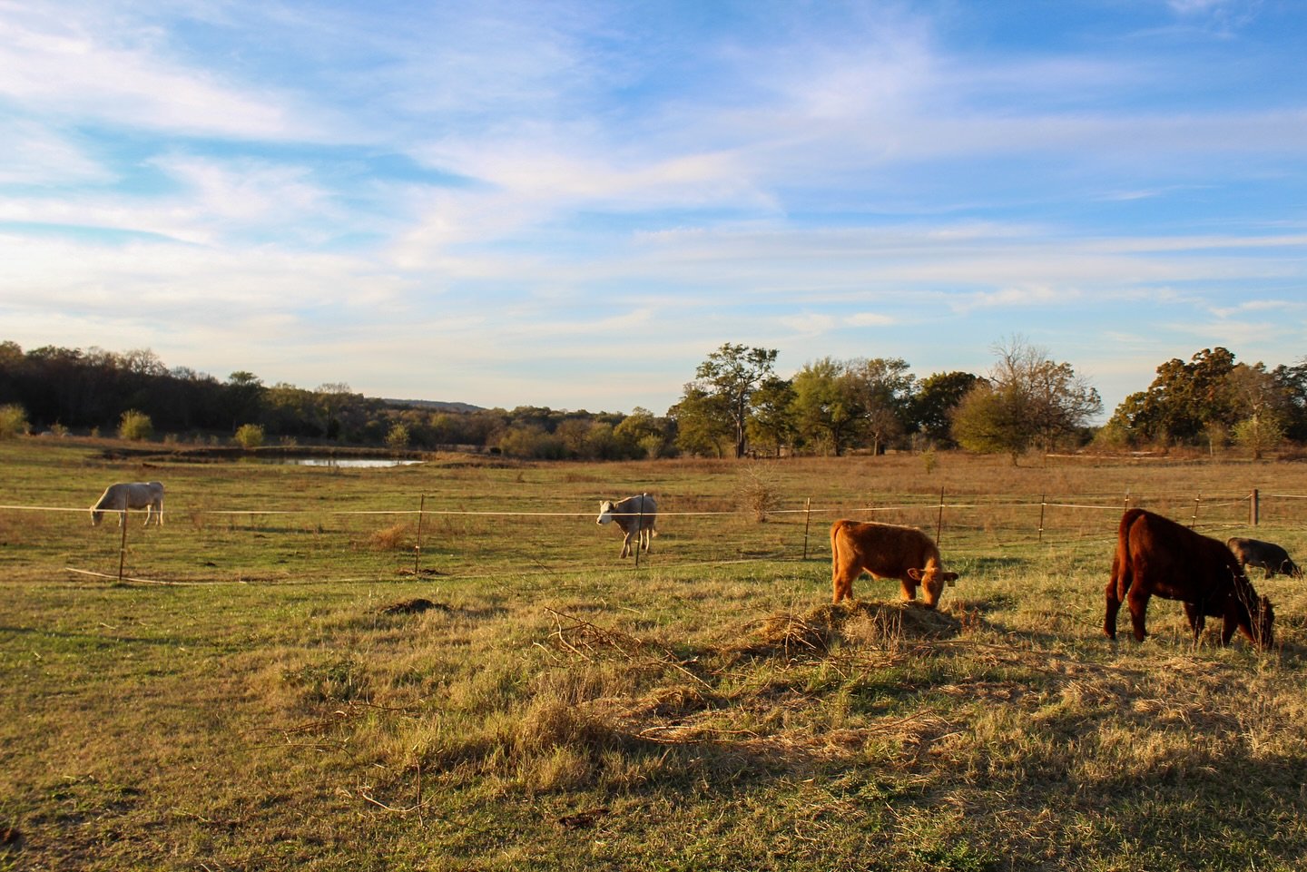 Took some snaps of our four legged friends last week. If there was one thing I learned growing up with a lot of animals myself, it&rsquo;s that you&rsquo;ll learn to truly love these friends with the amount of time you spend taking care of them, but 
