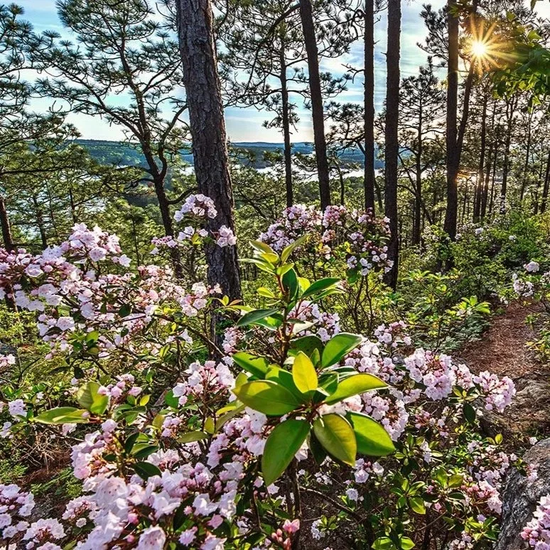 2602_mountain_laurel_24x36.jpg
