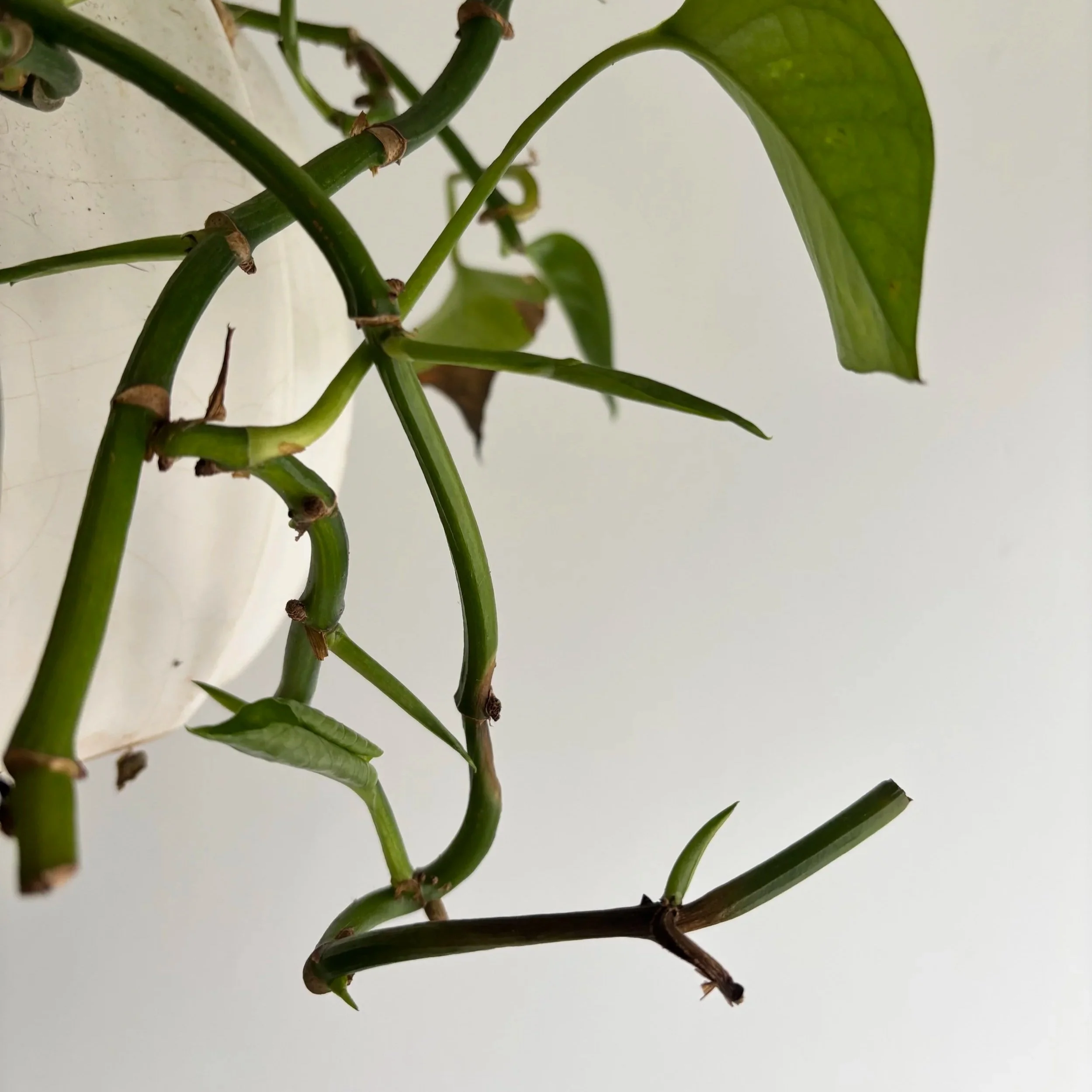 Plants and Pain: the Unexpected Way of Growth