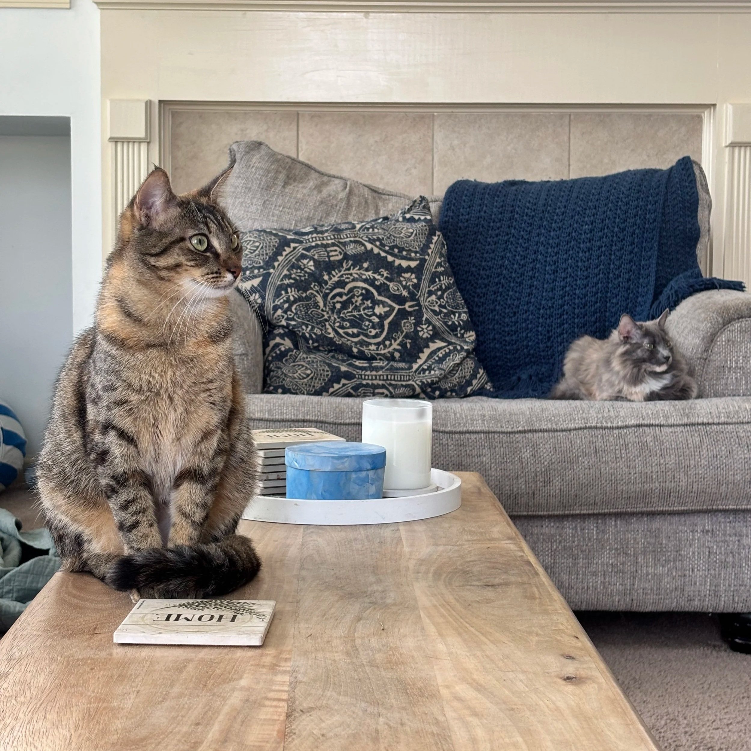 Struggle Strategy: Laughter Kittens