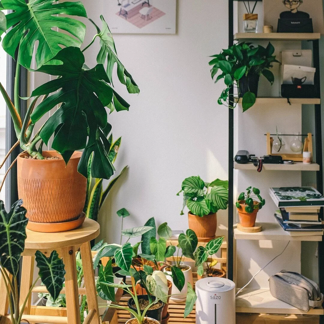 Liven up your home with plants
. 
7 benefits of having plants swipe left #bringlifetoyourspace #boostenergy #changeaspace #irisewellness #plants