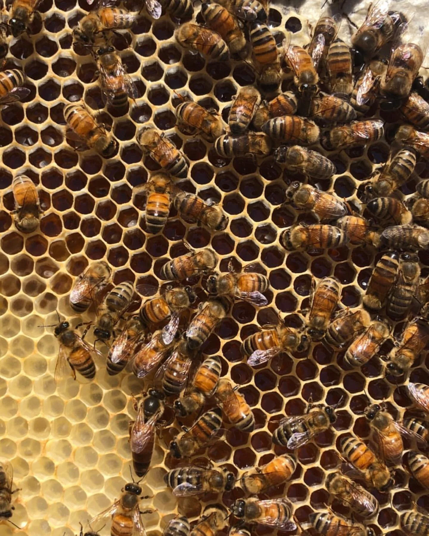 As you may know, honey bees are dying off at an incredible rate. From April 2018 to April 2019 beekeepers in the United States lost 40.7% of their colonies. 
.
The decline of honey bee populations is due to multiple and interacting causes of death th