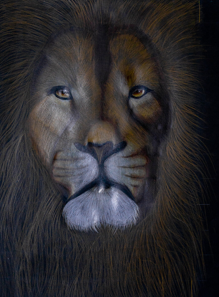 "Lion" by Skylar Sandage