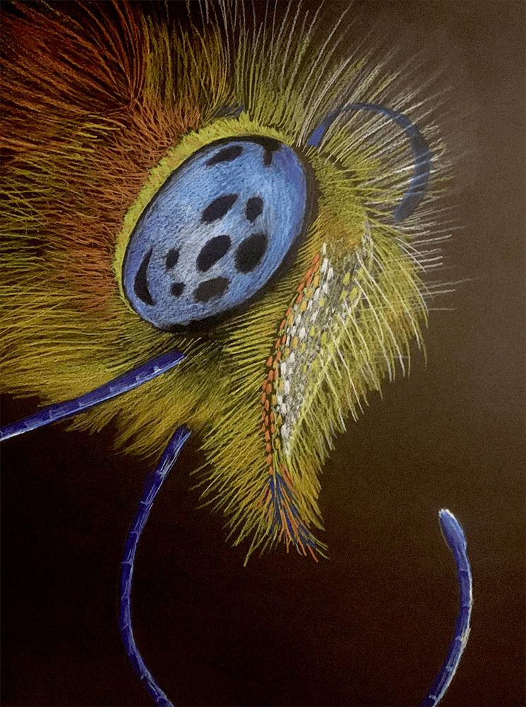 "Bug Eye" by Michael Hartman