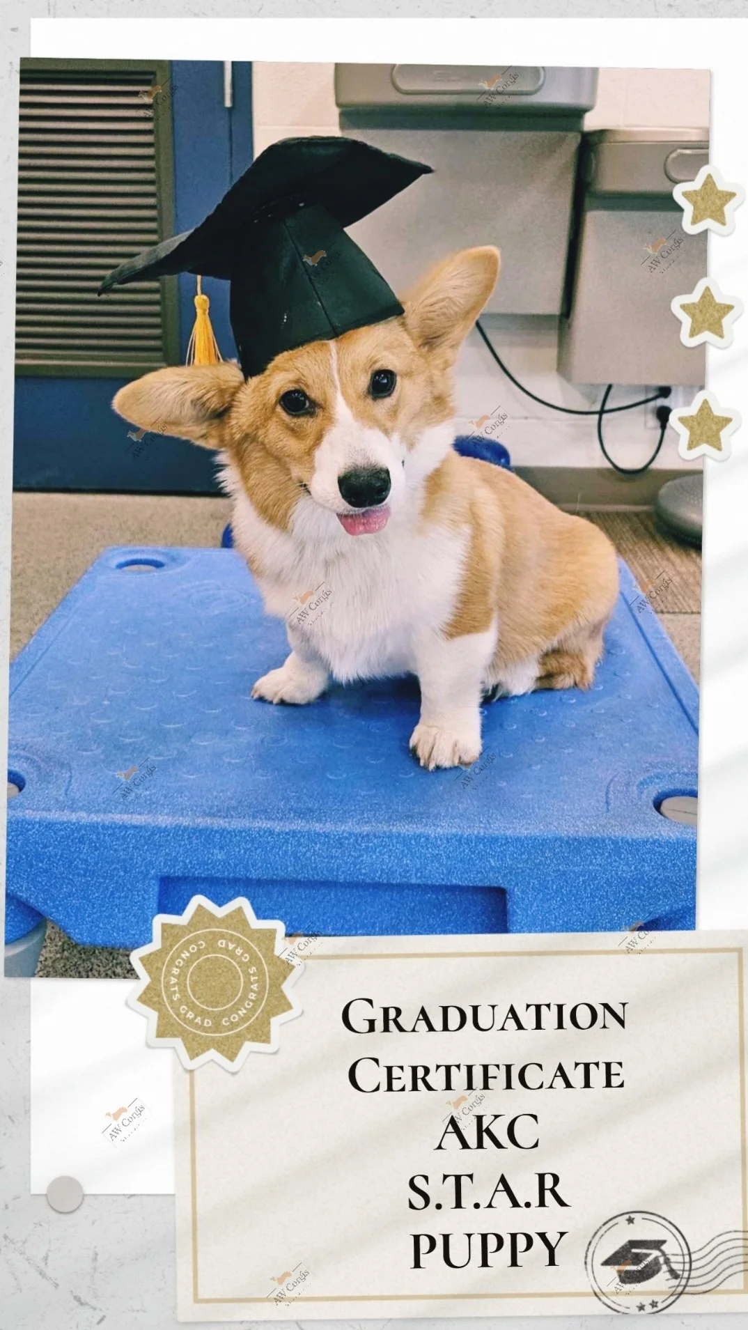 A cute corgi puppy wearing a graduation cap, sitting on a blue platform, with a graduation certificate that reads "Graduation Certificate AKC S.T.A.R PUPPY."