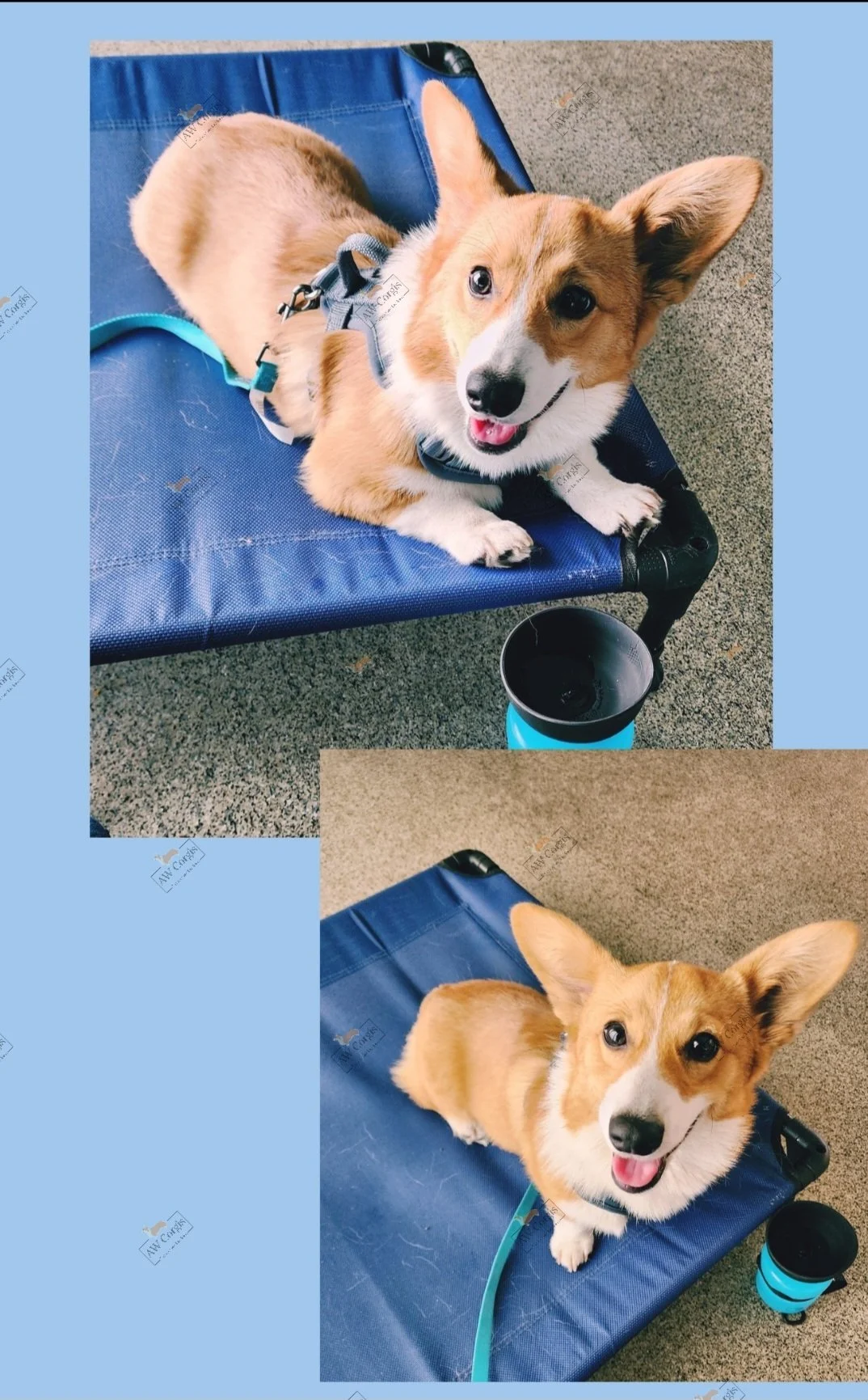 A happy corgi dog with a white and red coat, sitting on a blue platform with a blue travel bowl and a teal leash, indoors on a carpeted floor.
