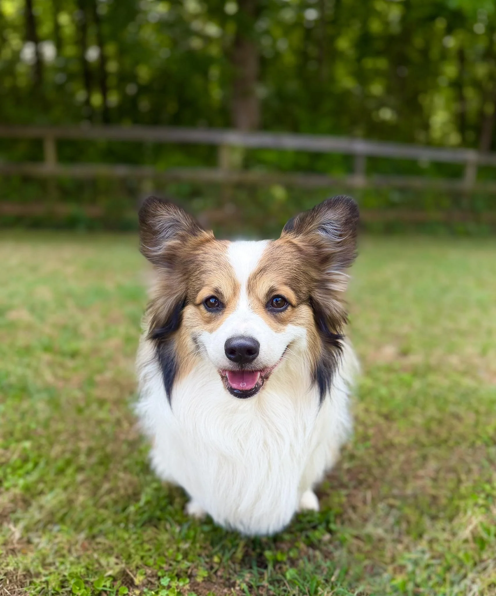 Close-up of a happy corgi dog, standing on grass with a blurred green wooded background.