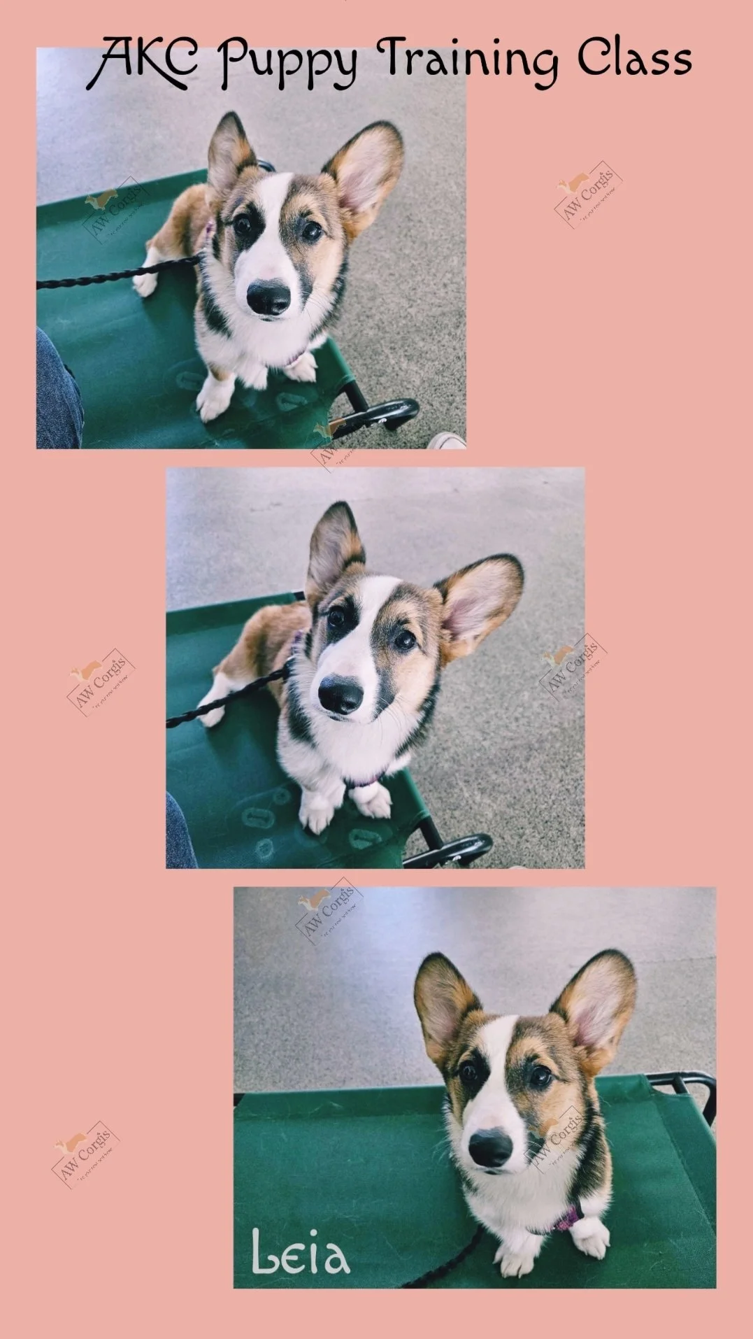 A collage of three photos of a puppy participating in an AKC Puppy Training Class, with the name Leia written in the bottom photo. The puppy has a white face with black and brown markings, large ears, and is sitting on a green training mat with a gray background.