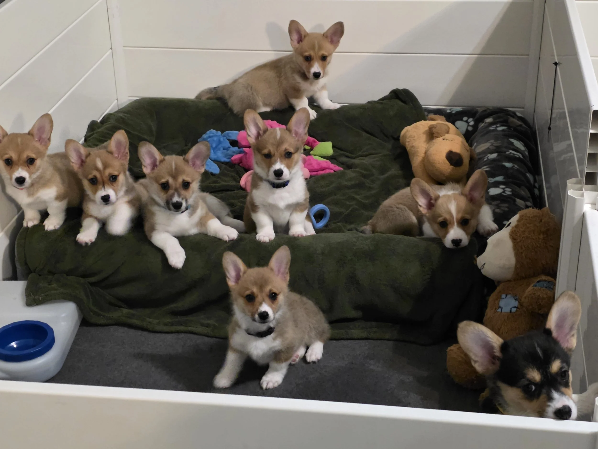Multiple puppies, mostly light brown and white, in a pet enclosure with toys and a plush dog bed.