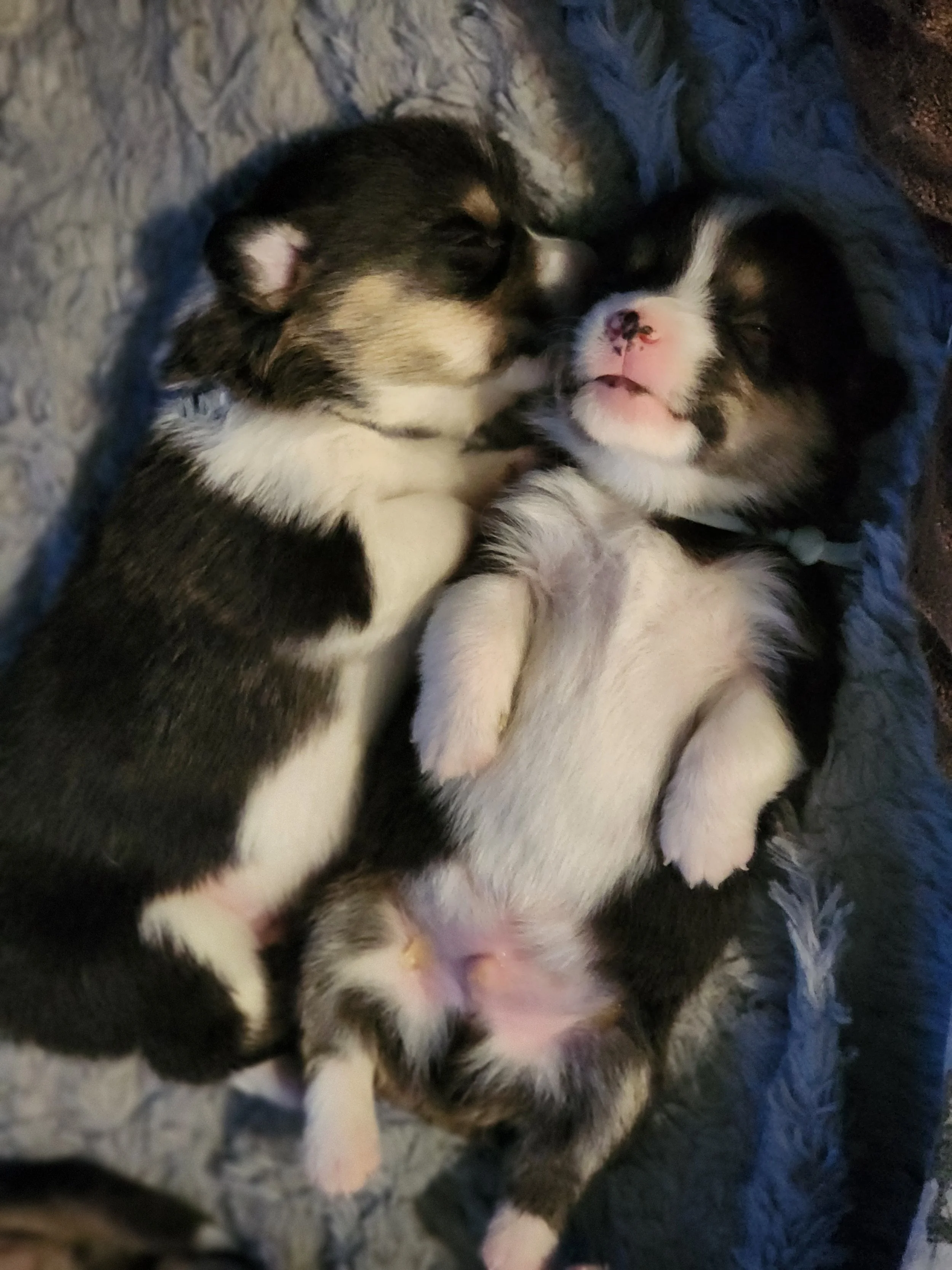 Two adorable black, white, and tan puppies sleeping together on a gray blanket.