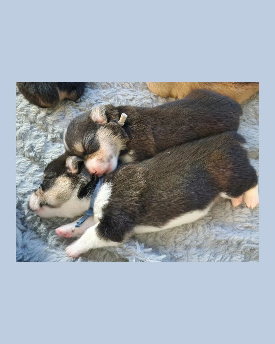 Two newborn puppies cuddling and sleeping on a soft, fluffy blanket.