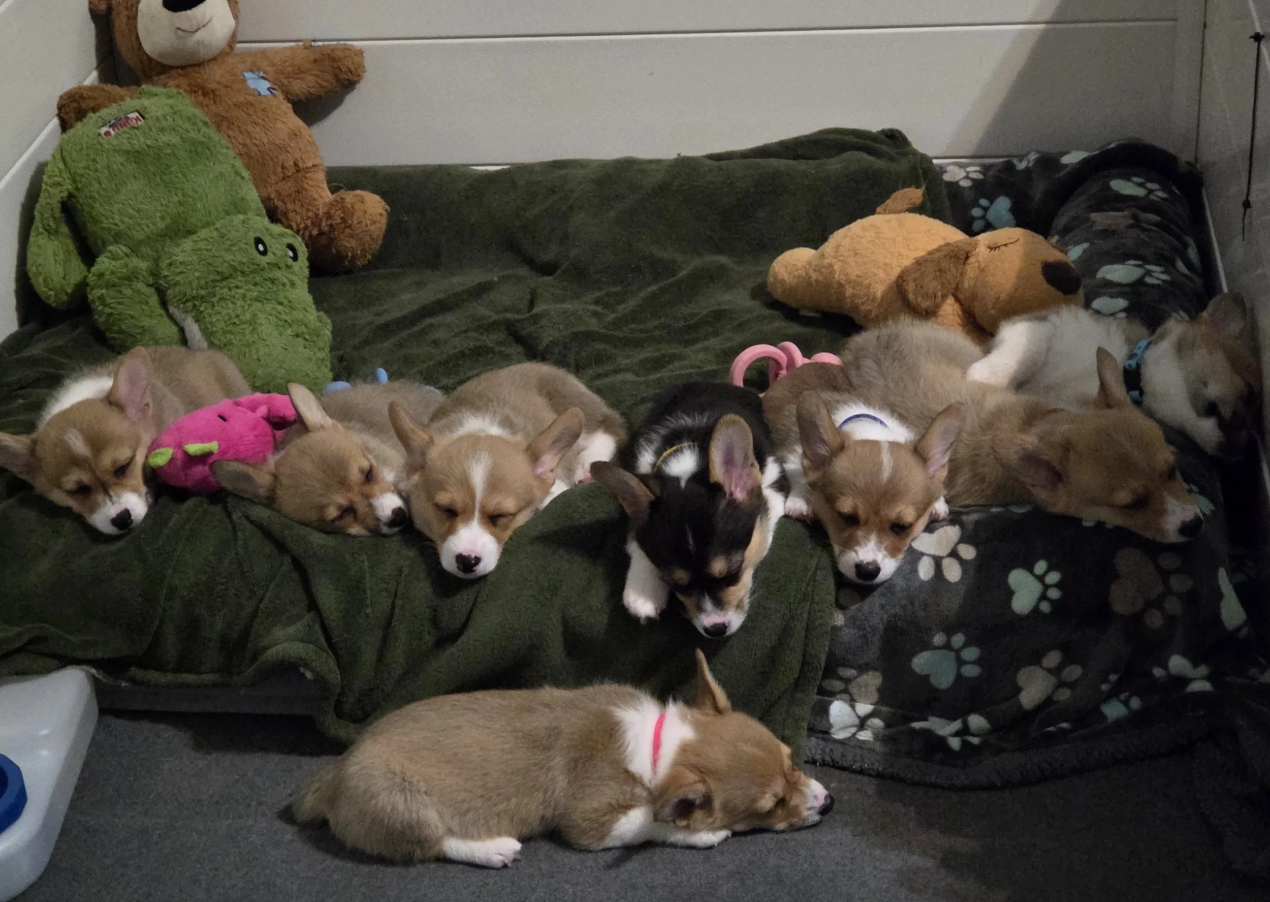 A group of puppies sleeping on a green blanket with stuffed animals and toys around them.