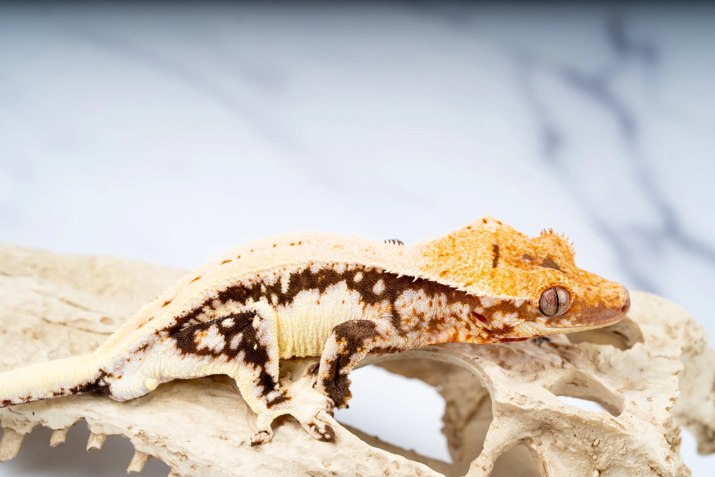 24-EB-LW6-6-12  EMPTYBACK LILLY WHITE  28G  $599