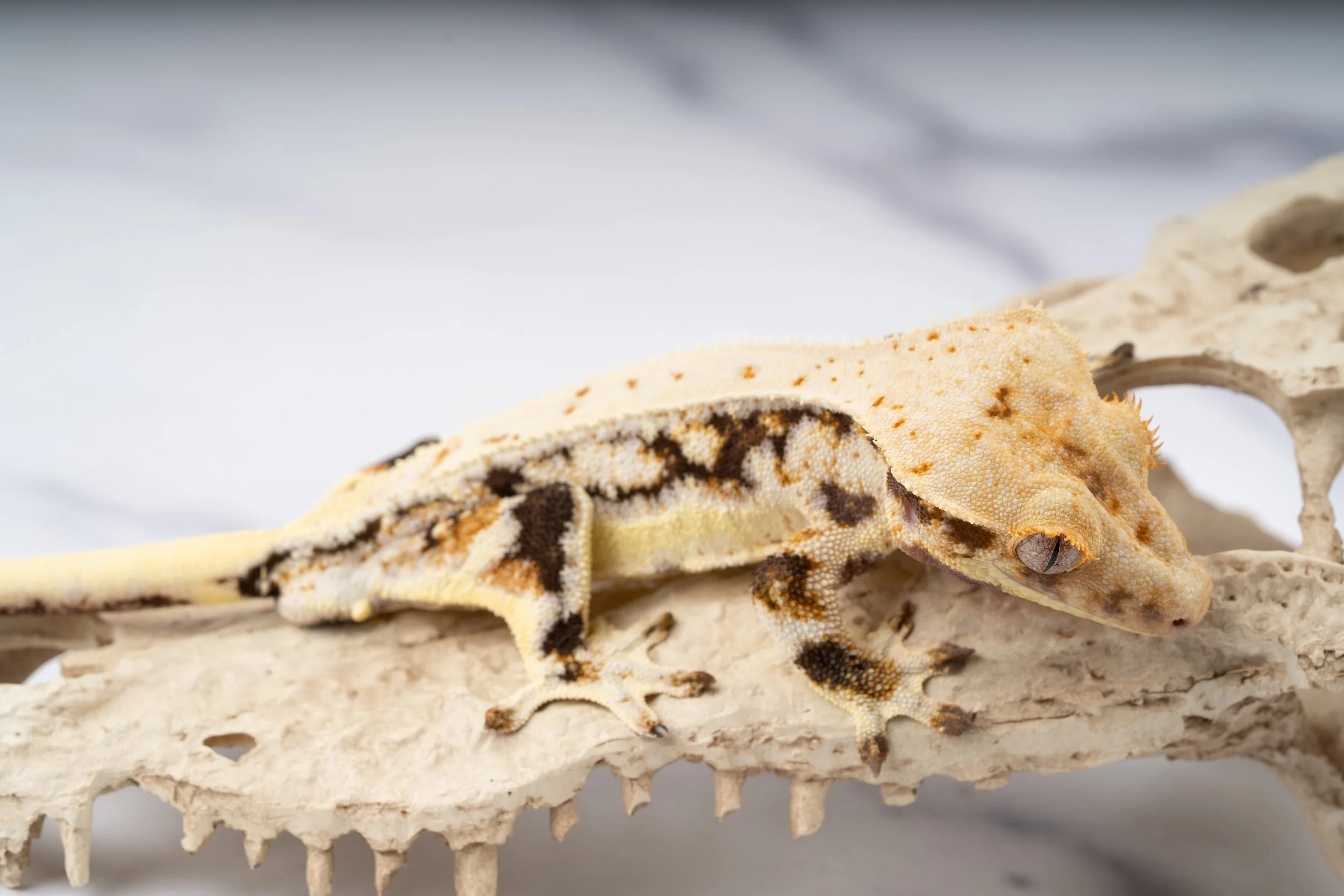 24-QD-LW-5-20   28G  LILLY WHITE  $499