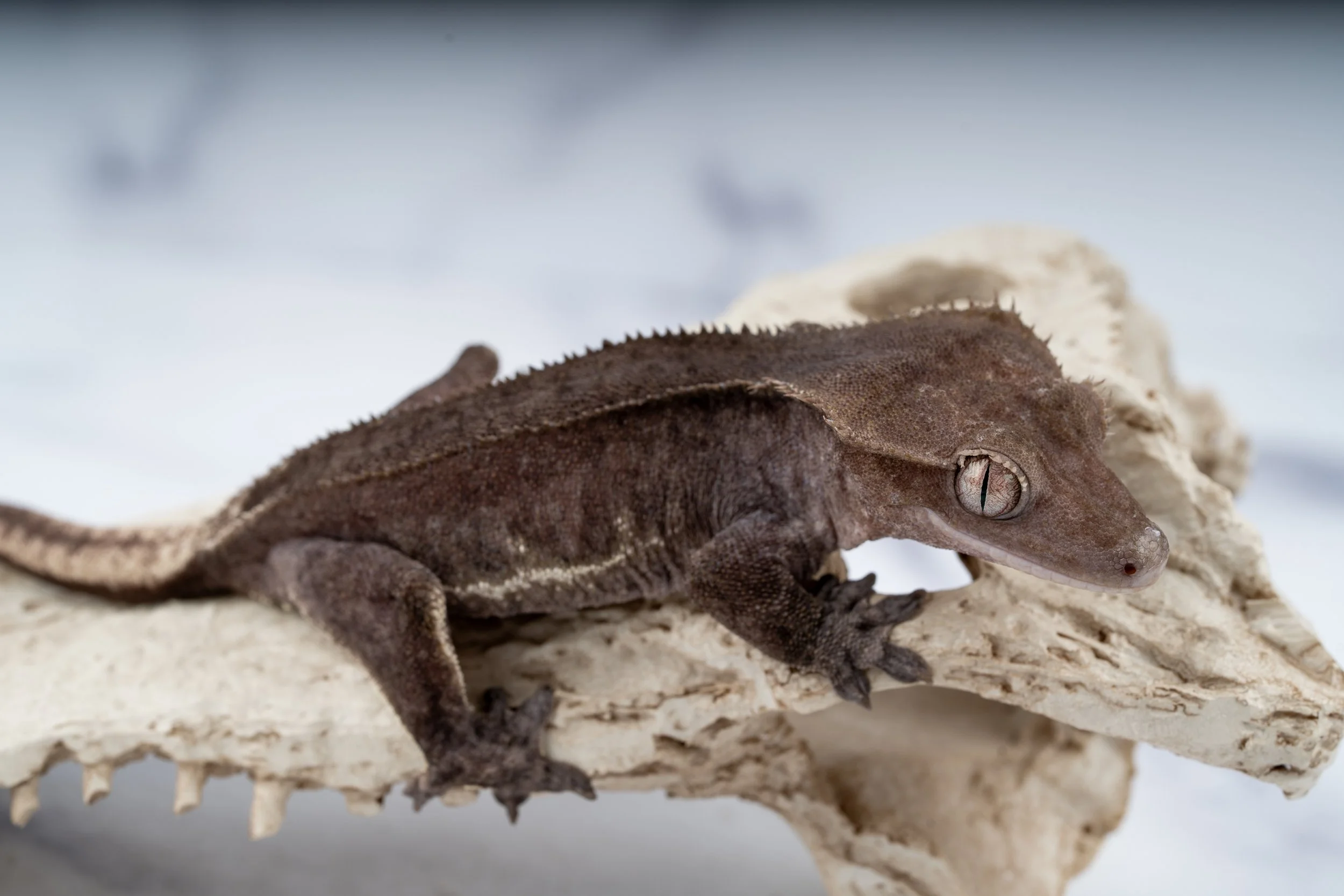 24-GL-PA-6-27    31G  PHANTOM AXANTHIC LILLY WHITE  $1899