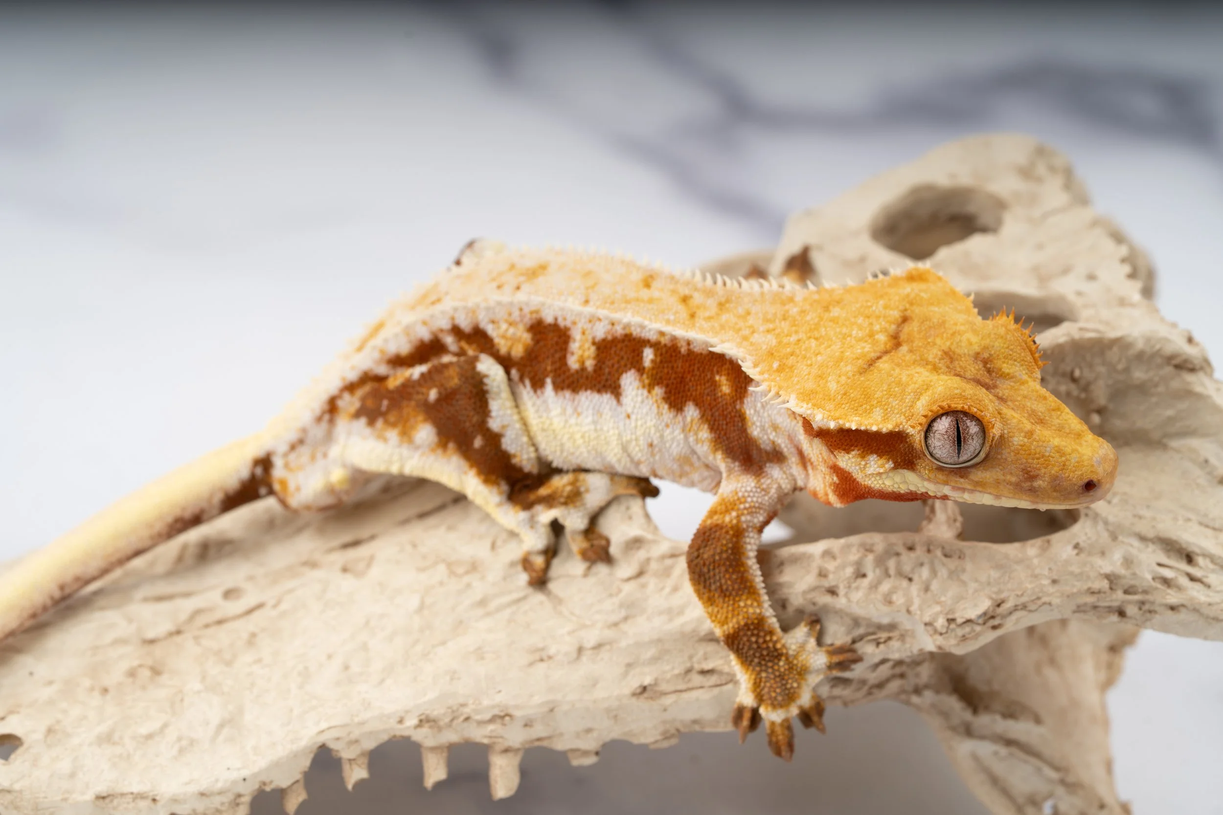 23-RB-NQ-11-28   37G  LILLY WHITE  $659